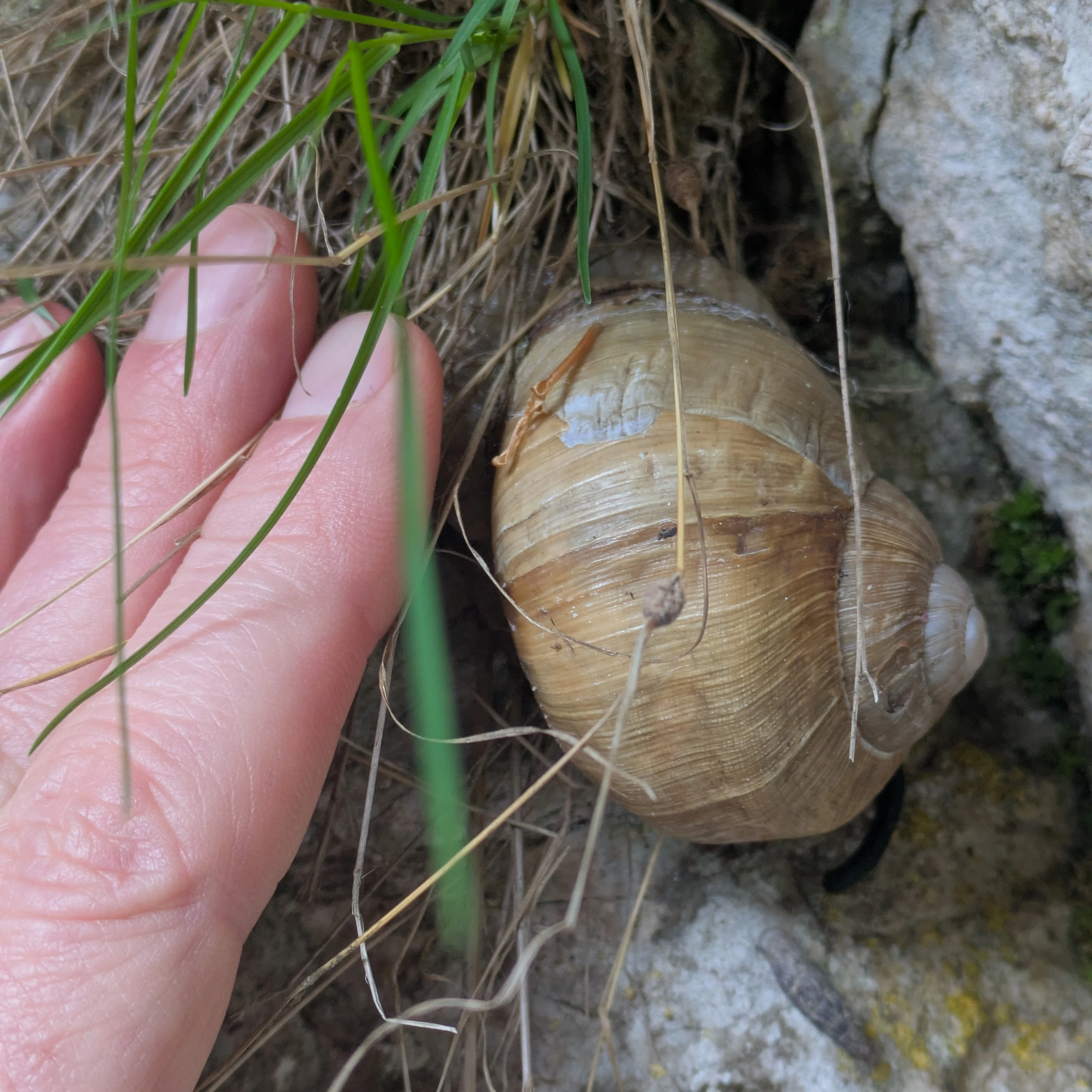 Roman Snail, Zarnesti Gorge, Transylvania, Romania — photo by Jim Bennett
