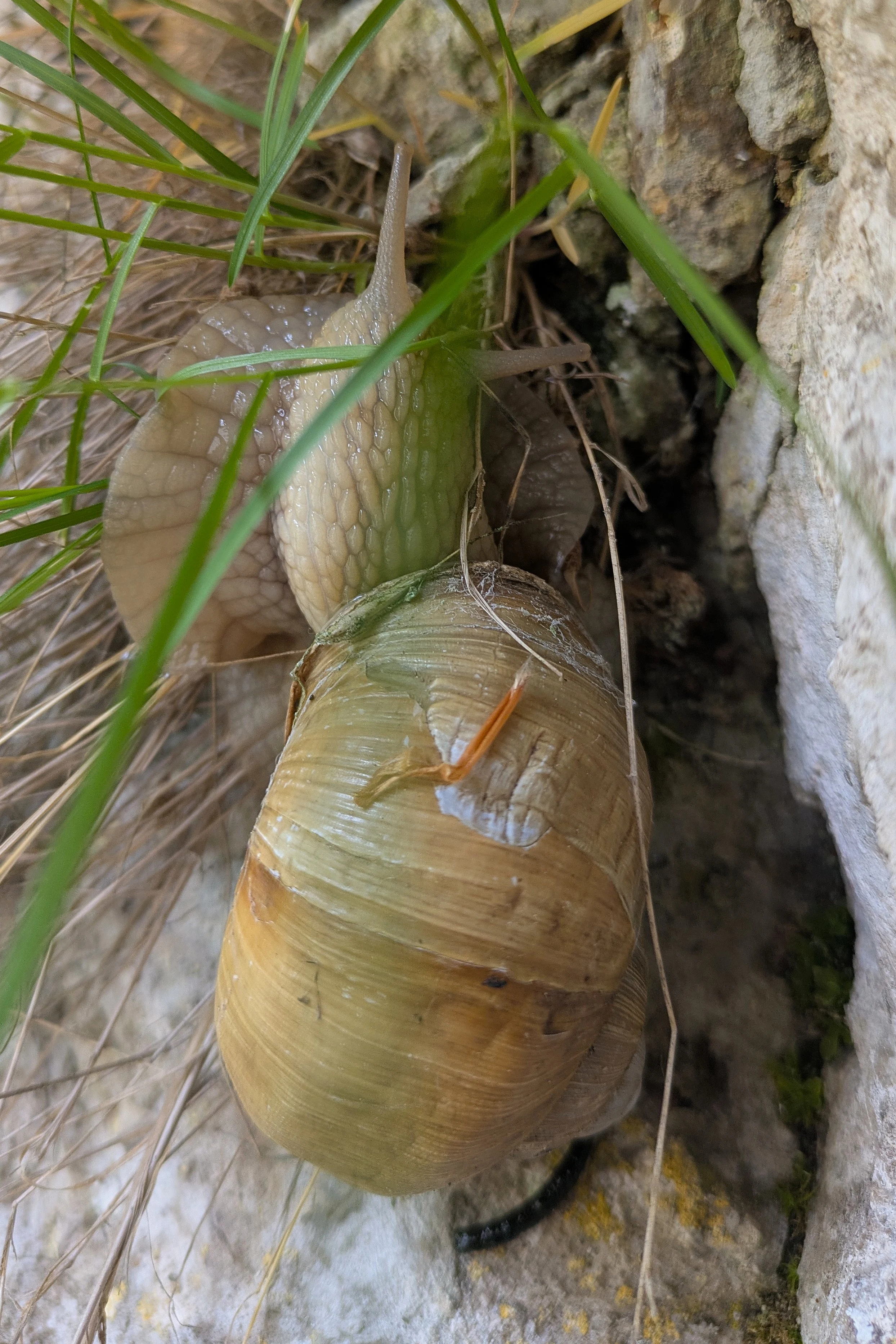 Roman Snail, Zarnesti Gorge, Transylvania, Romania — photo by Jim Bennett