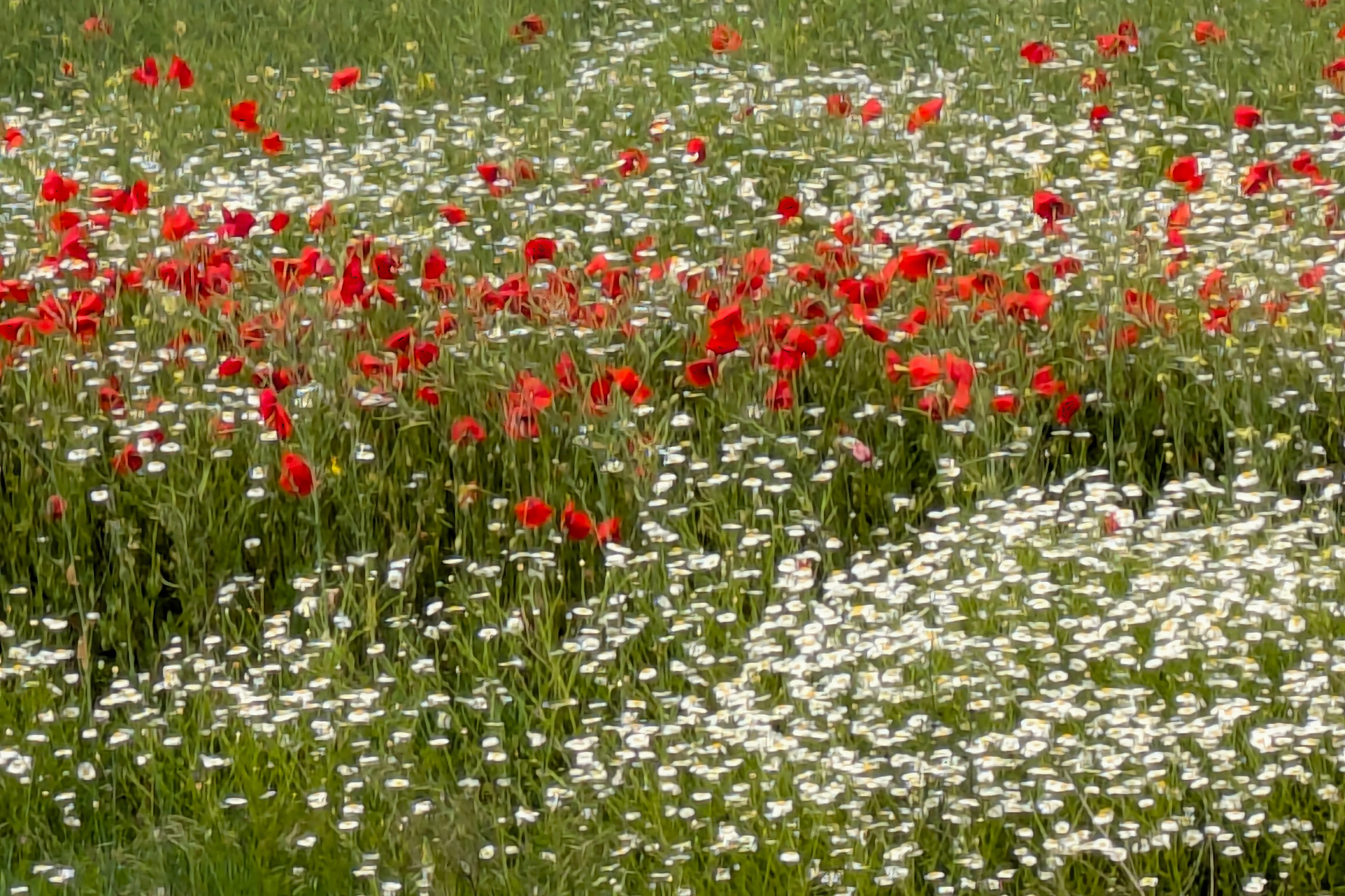 Wild flowers, Romania — photo by Jim Bennett