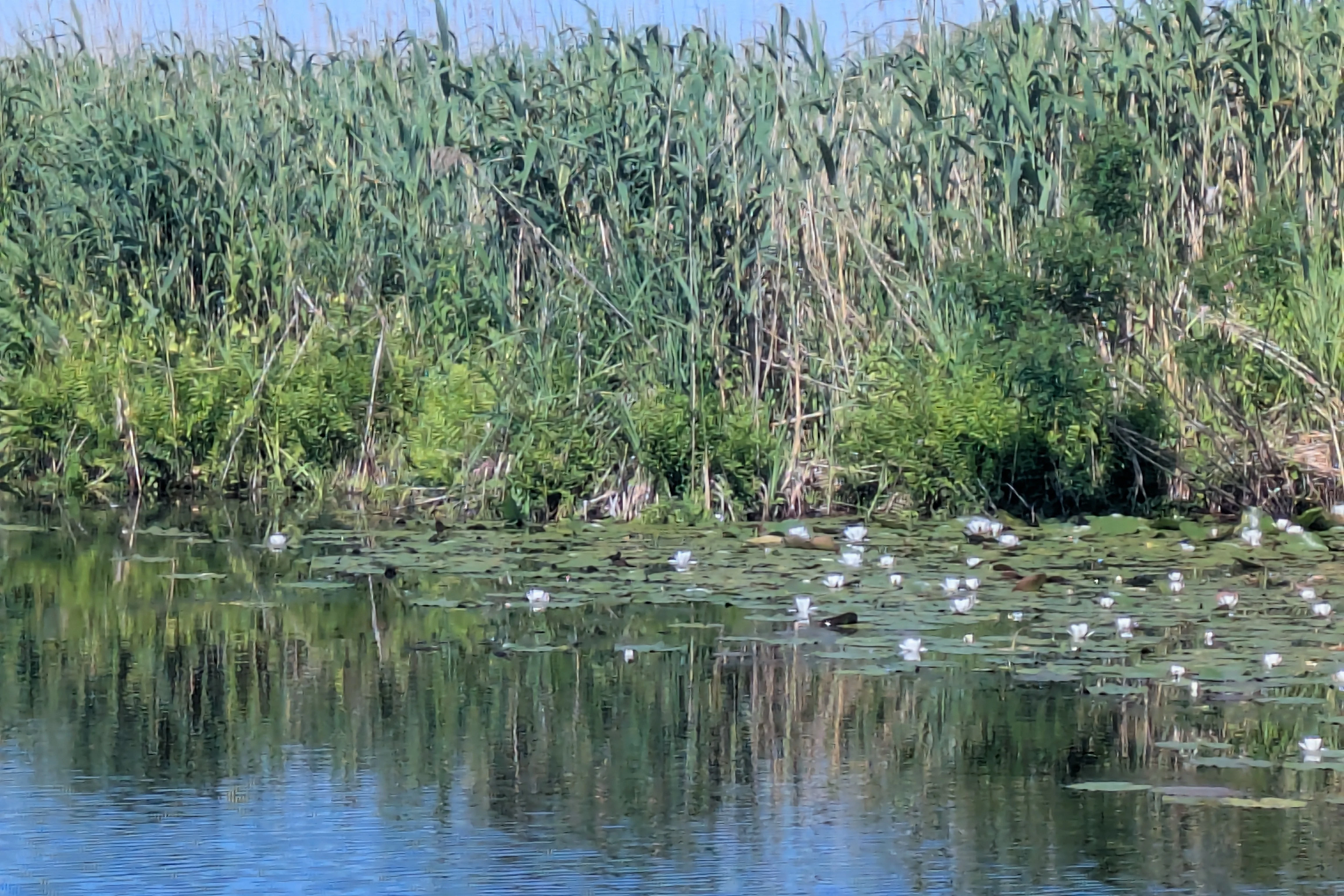 PXL 20260525 065311342, Danube Delta, Romania — photo by Jim Bennett