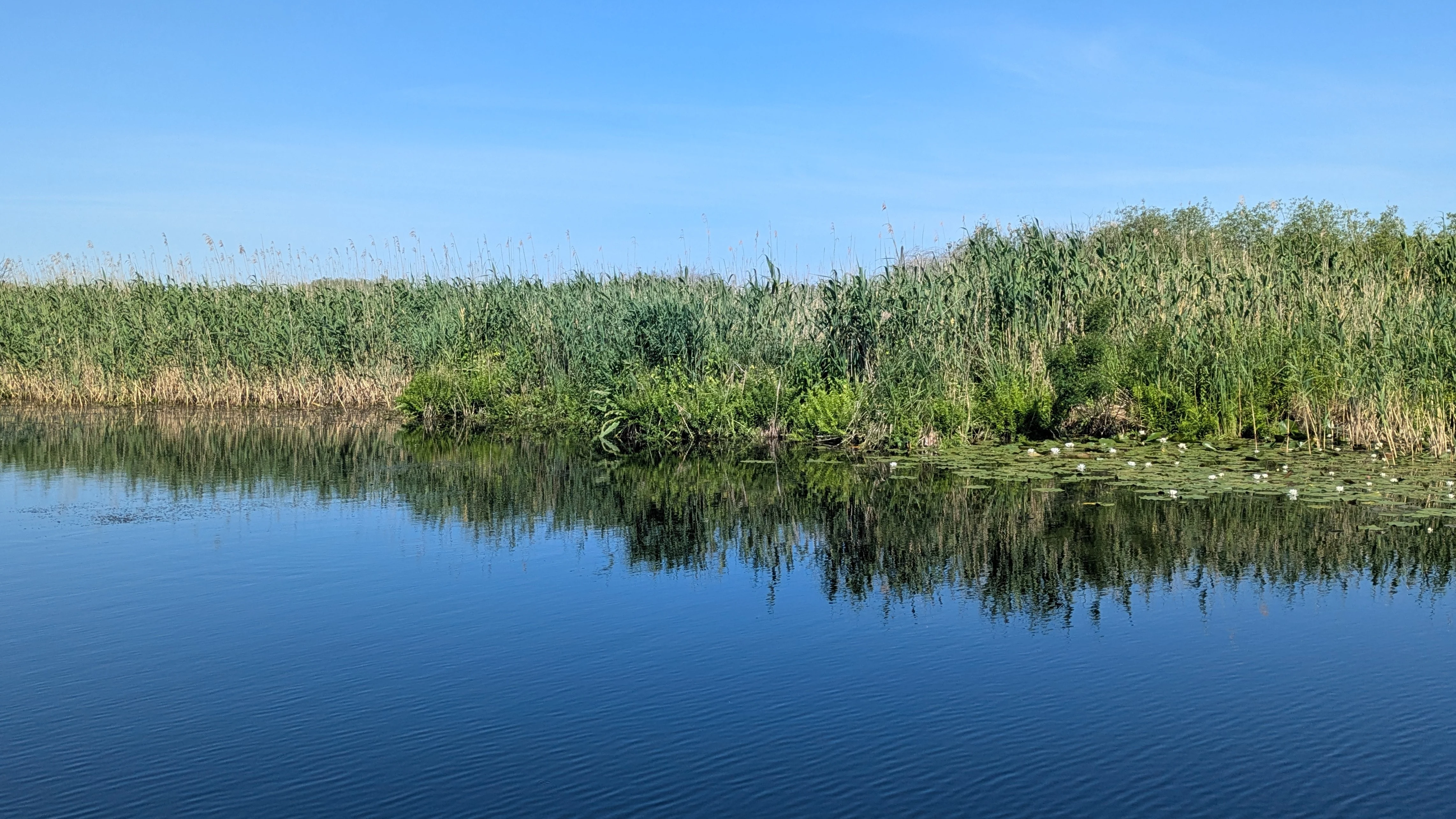 PXL 20260525 065317294, Danube Delta, Romania — photo by Jim Bennett