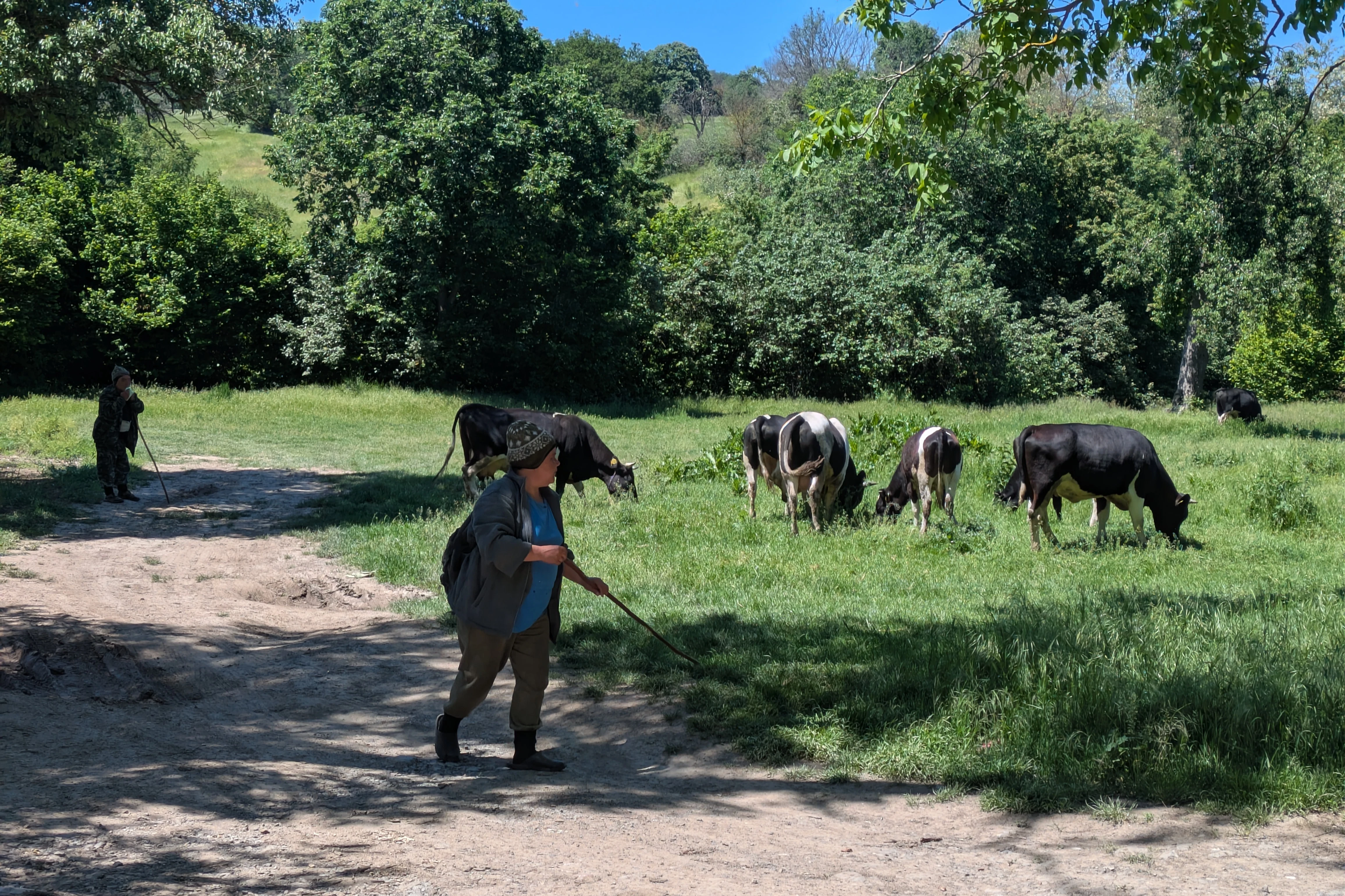 Herding cows, Celic-Dere Monastery, Romania — photo by Jim Bennett