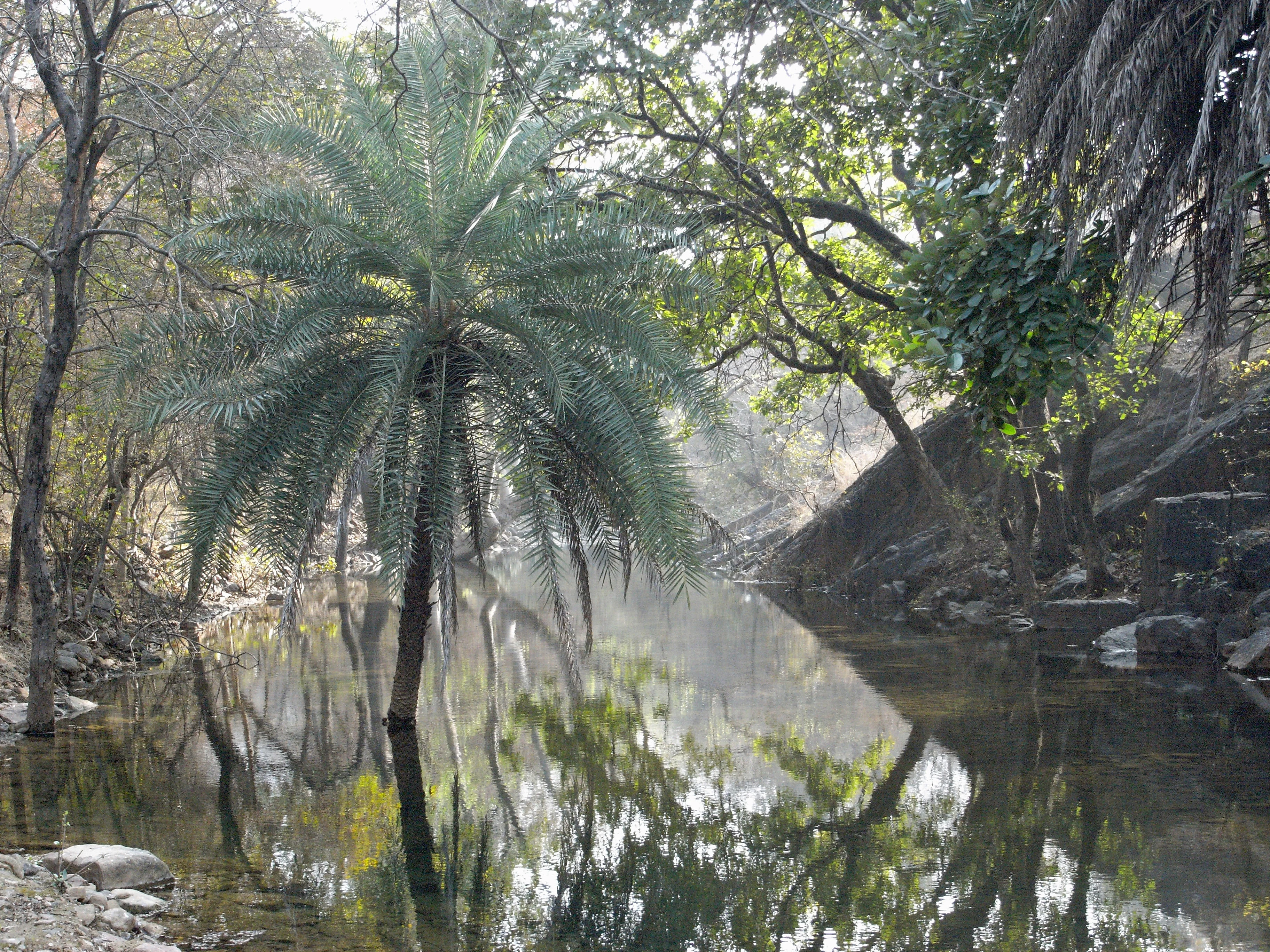 R0023504, Ranthambore National Park, Rajasthan, India — photo by Jim Bennett