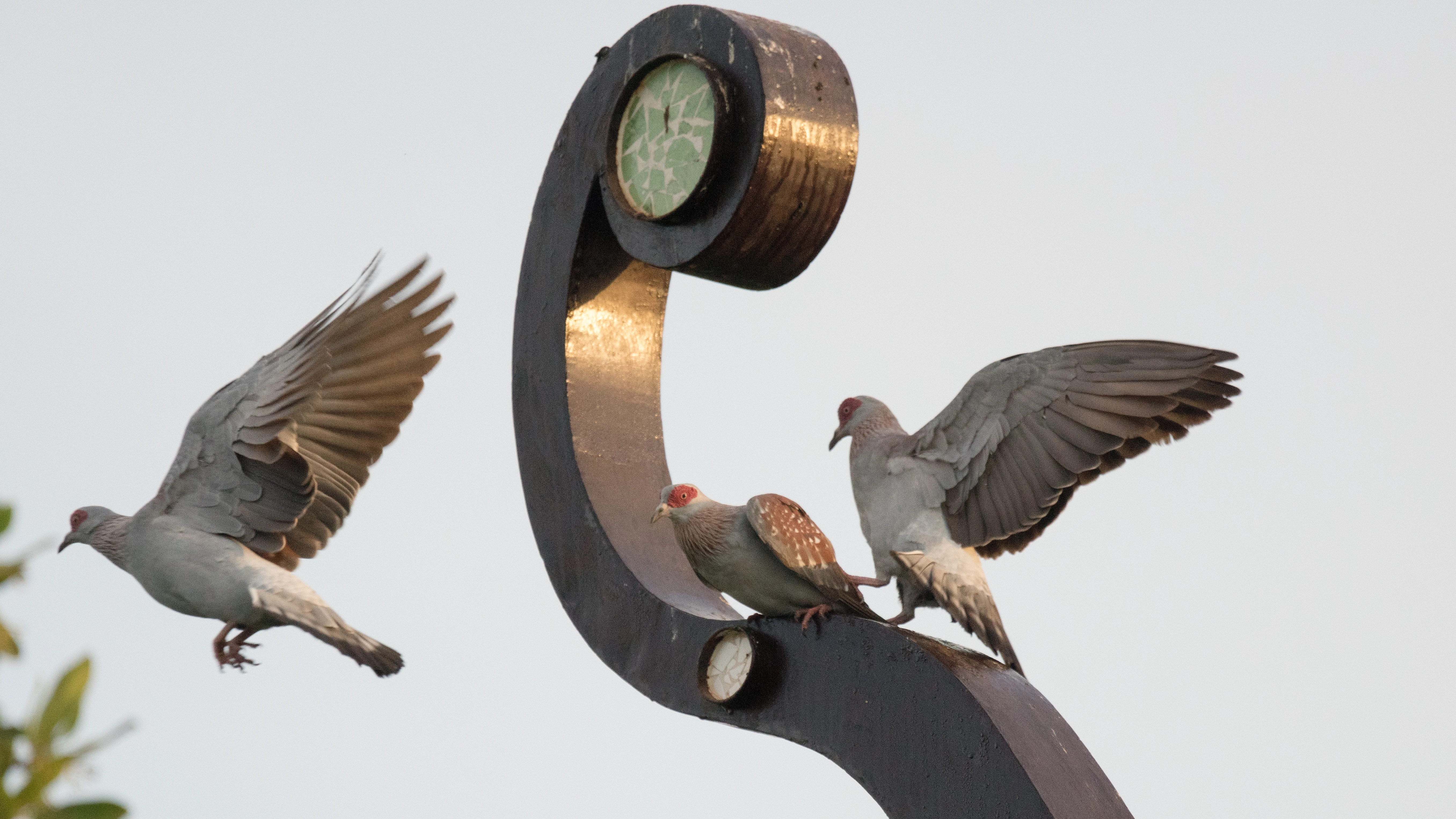 Speckled Pigeon, Mandina Lodge, The Gambia — photo by Jim Bennett