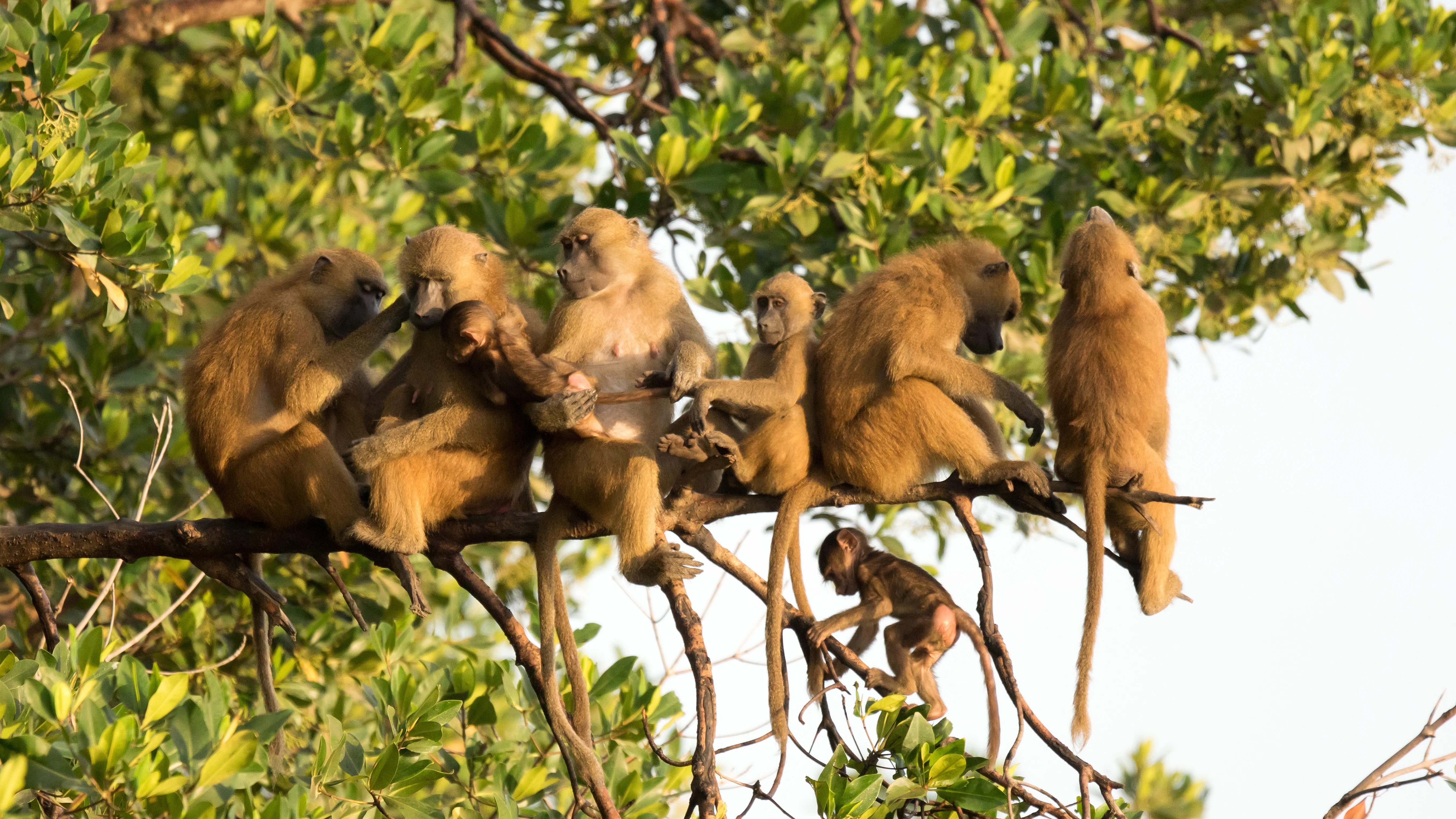 Guinea Baboons, The Gambia — photo by Jim Bennett