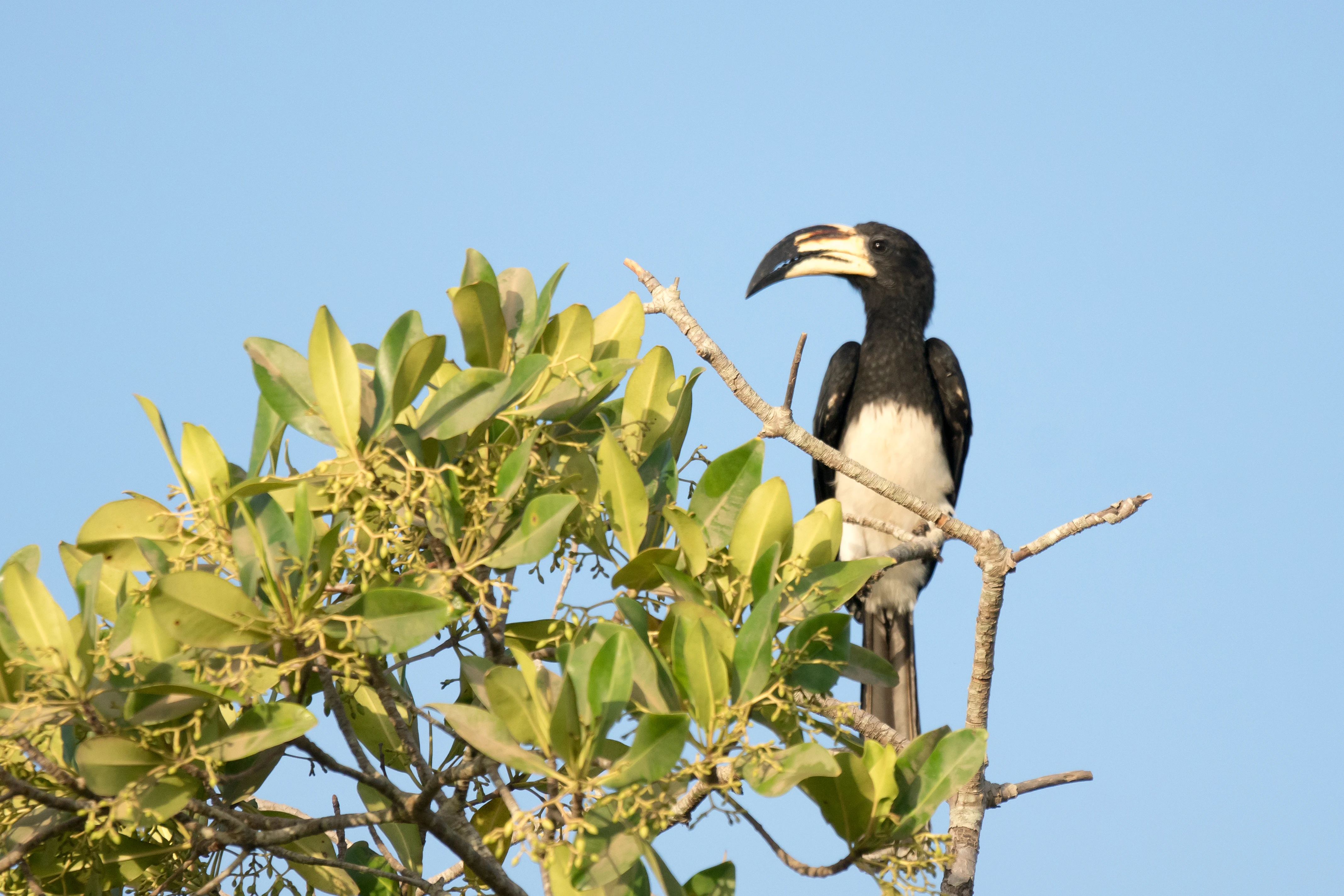 Congo Pied Hornbill, The Gambia — photo by Jim Bennett