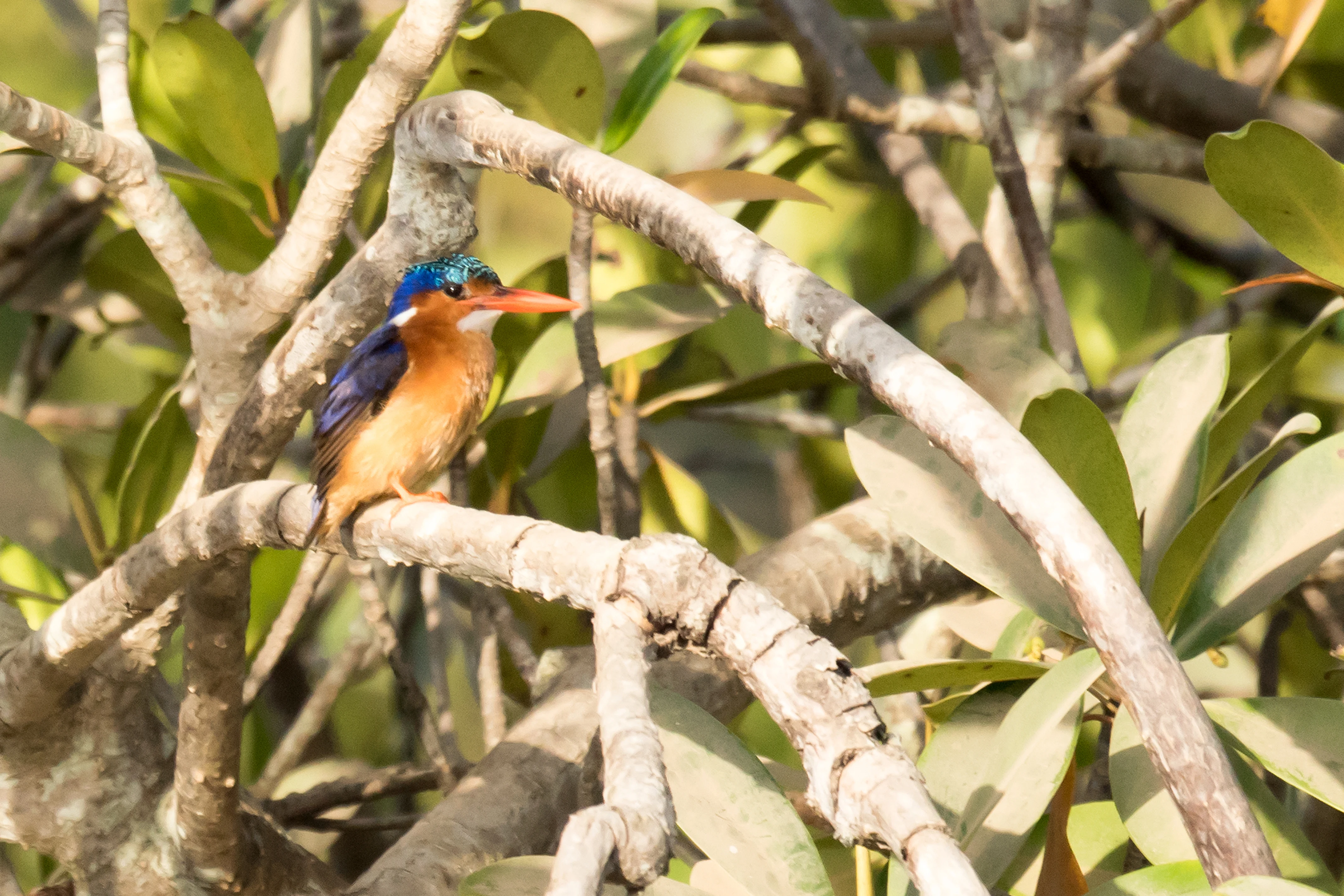 Malachite Kingfisher, The Gambia — photo by Jim Bennett