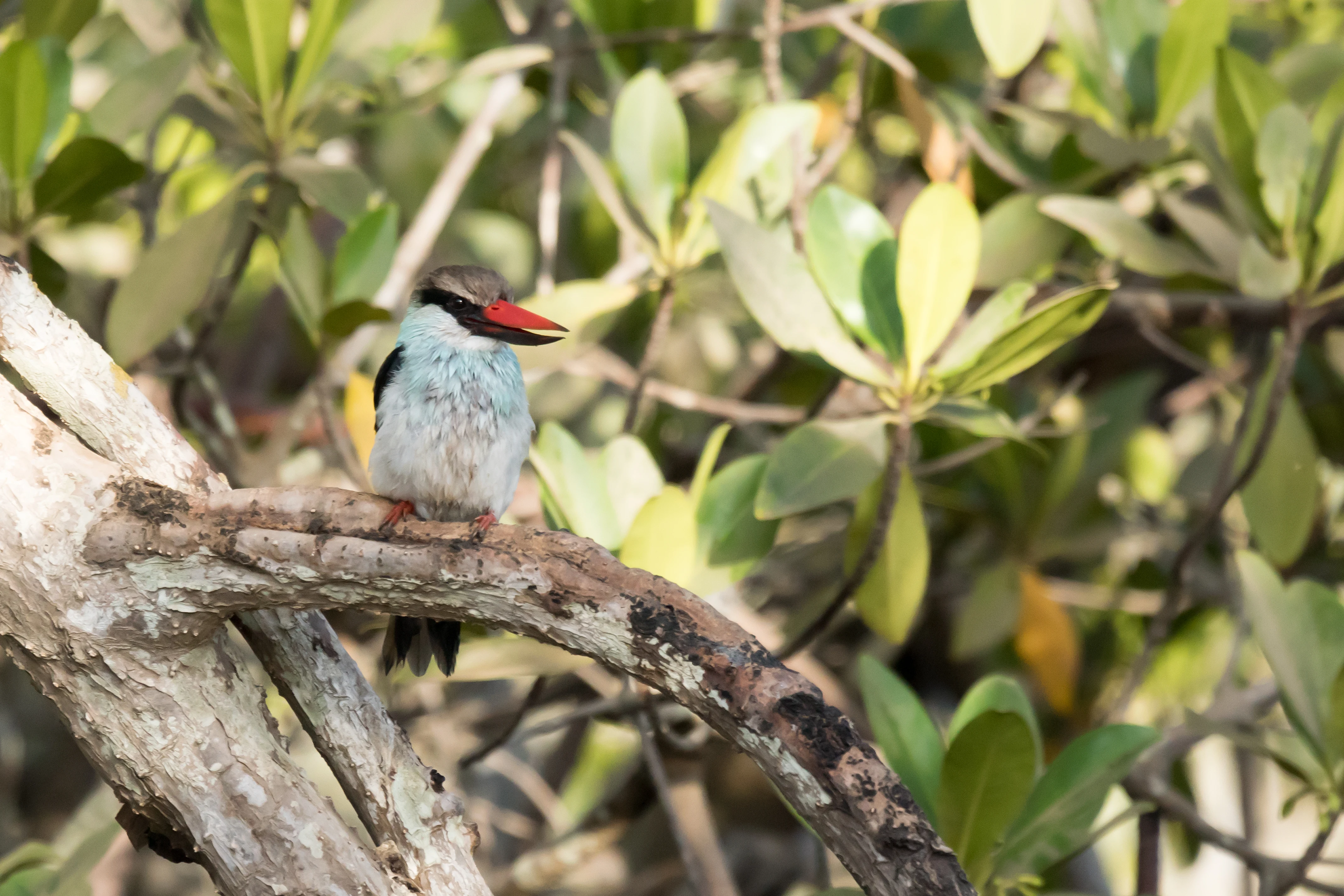 Blue-breasted Kingfisher, The Gambia — photo by Jim Bennett