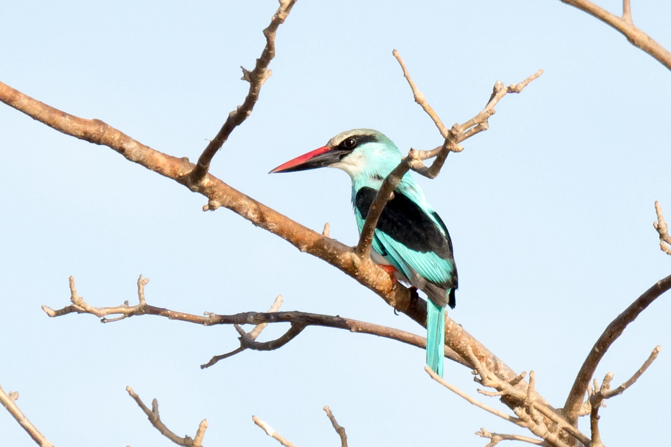 Blue-breasted Kingfisher, The Gambia — photo by Jim Bennett