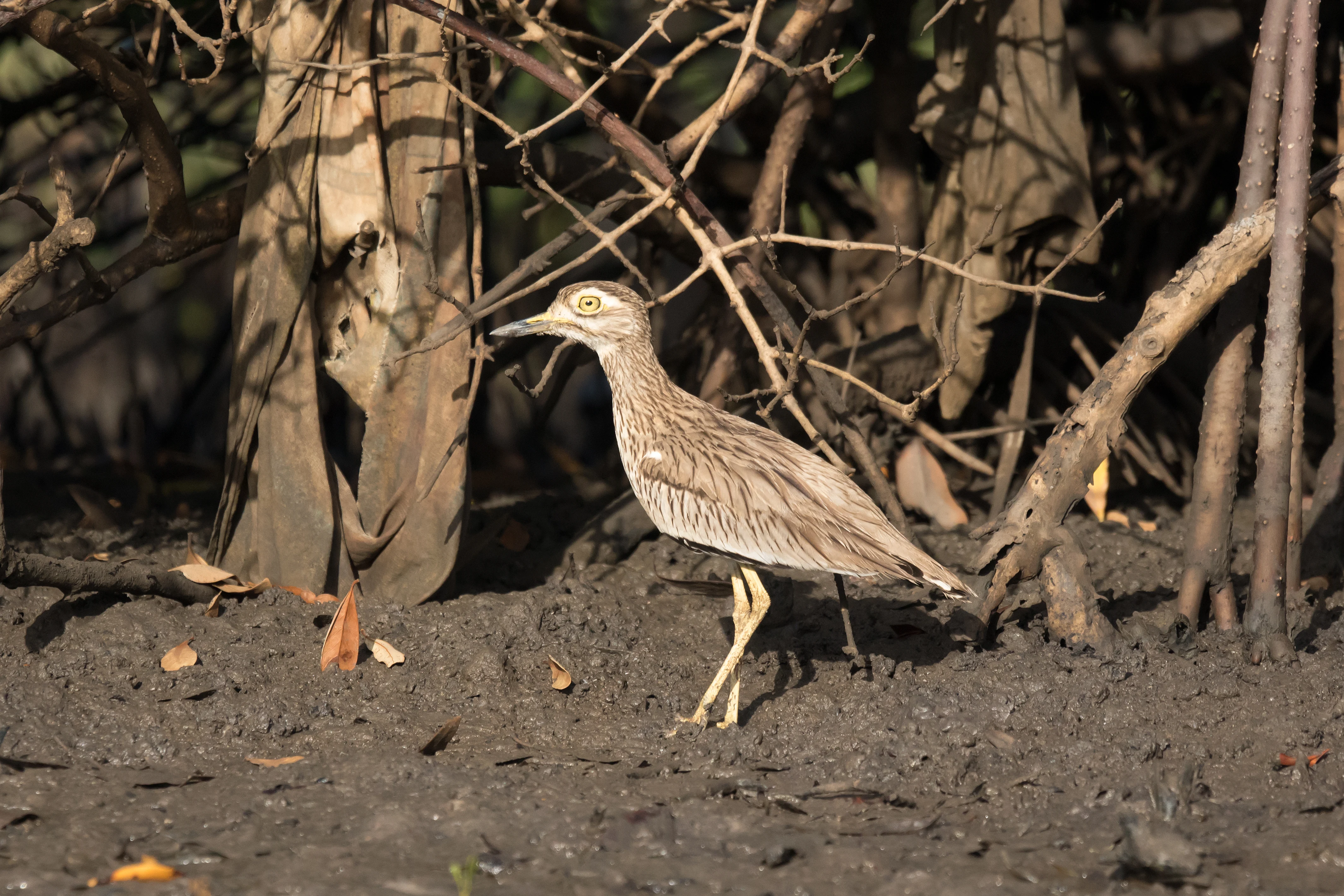 Senegal Thick-knee, The Gambia — photo by Jim Bennett