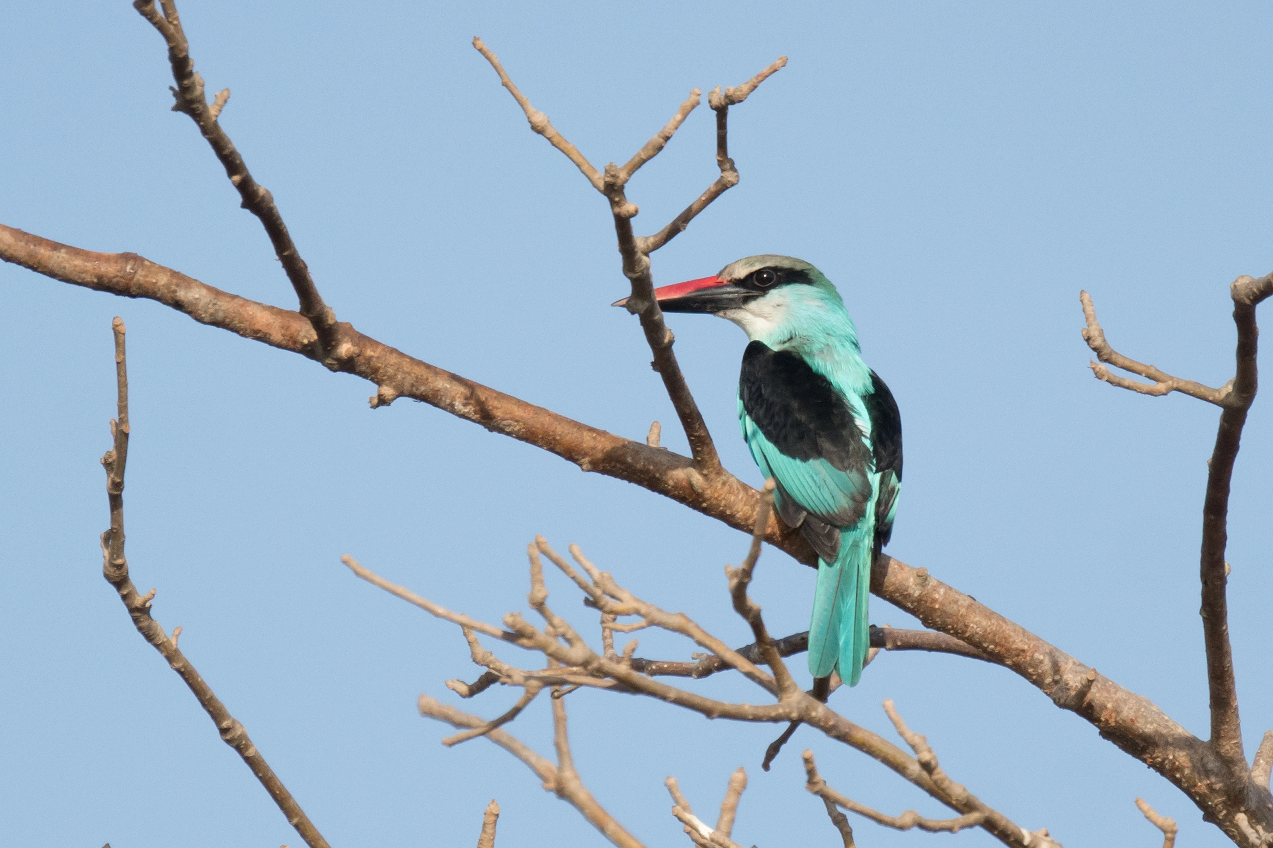 Blue-breasted Kingfisher, The Gambia — photo by Jim Bennett