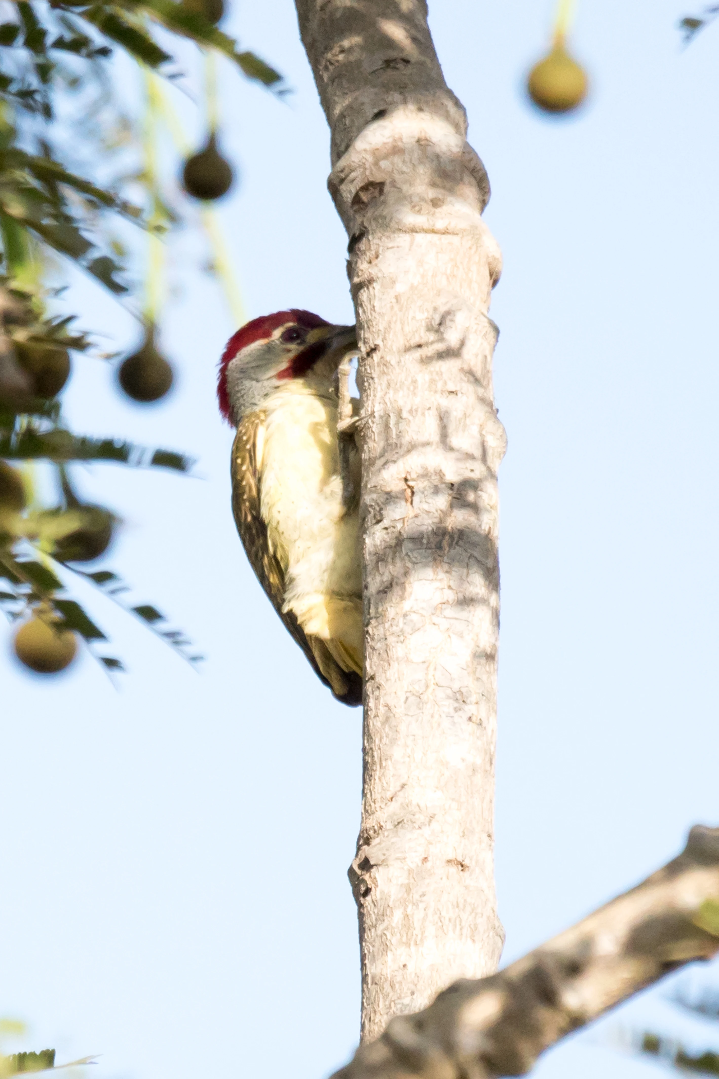 Fine-spotted Woodpecker, The Gambia — photo by Jim Bennett
