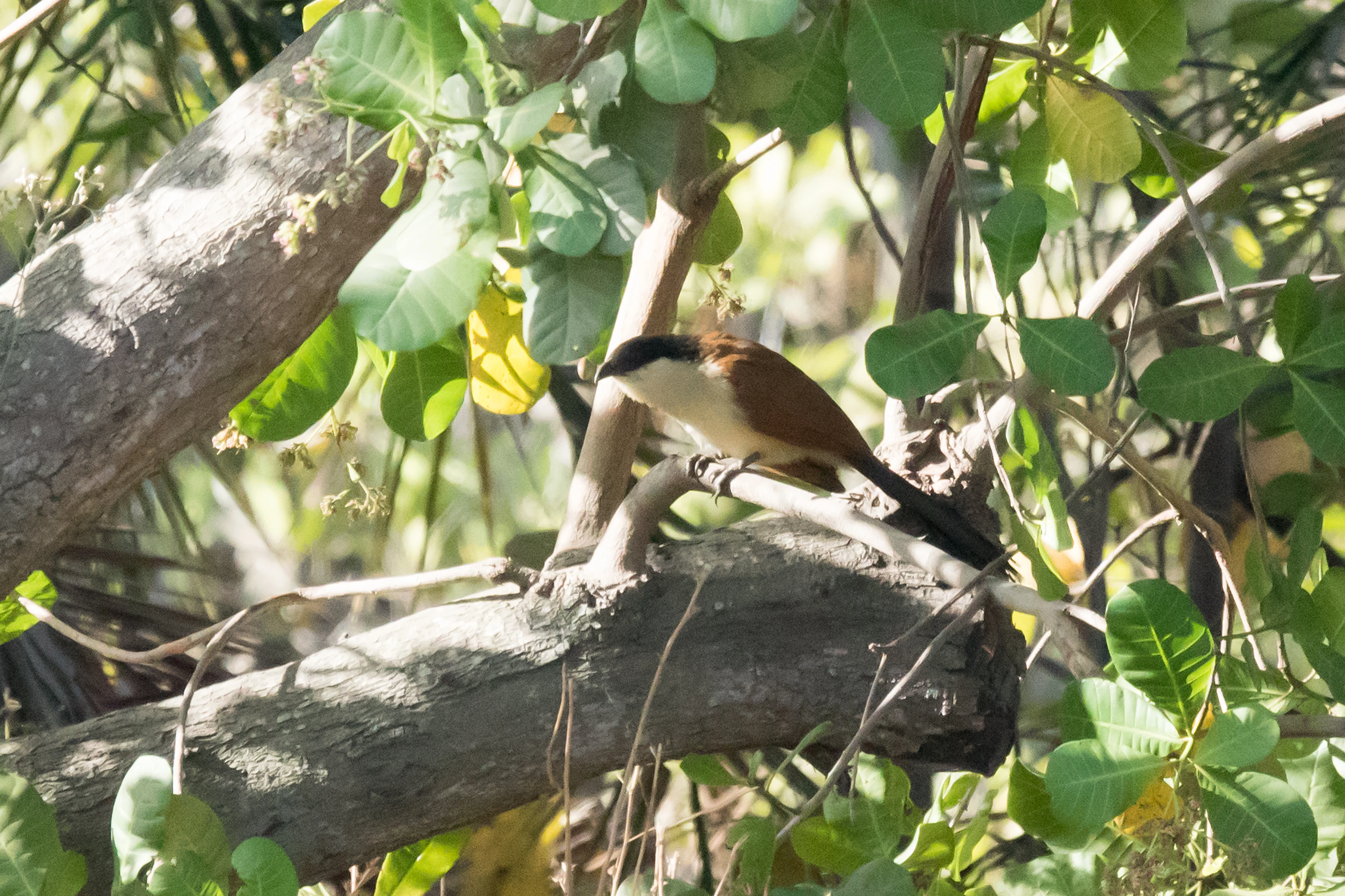 Senegal Coucal, The Gambia — photo by Jim Bennett