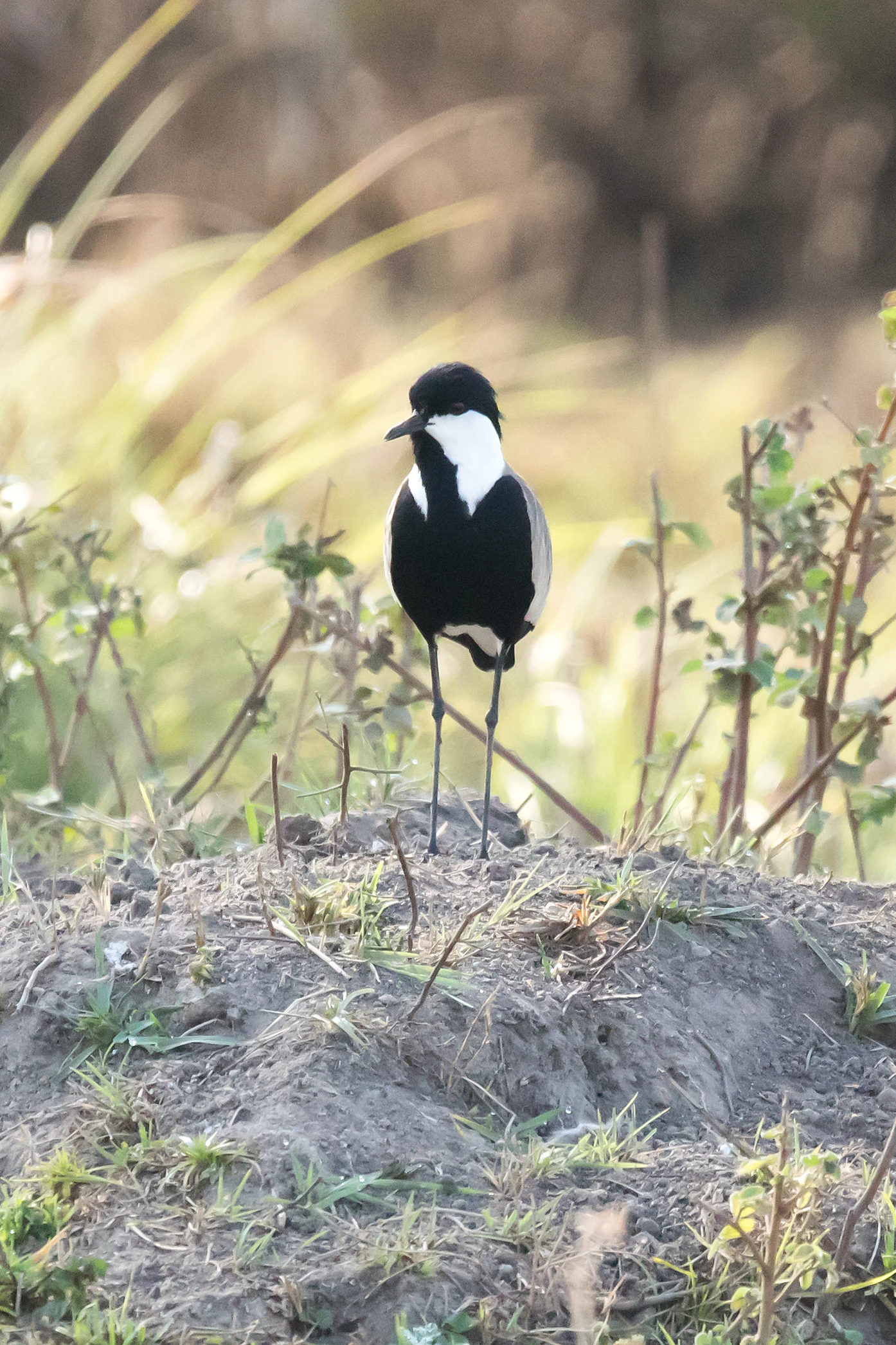 Spur-winged Lapwing, The Gambia — photo by Jim Bennett