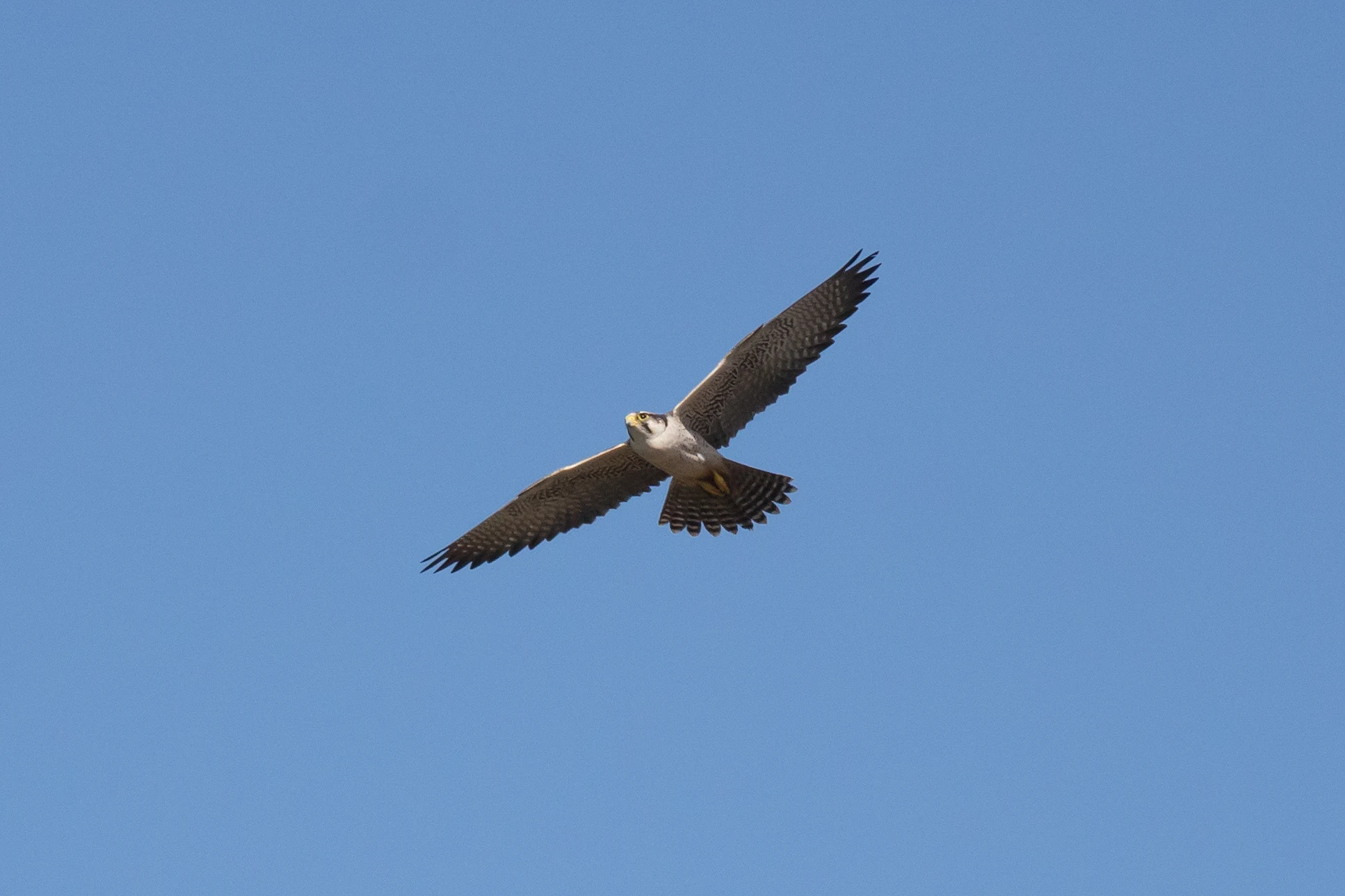 Lanner Falcon, The Gambia — photo by Jim Bennett