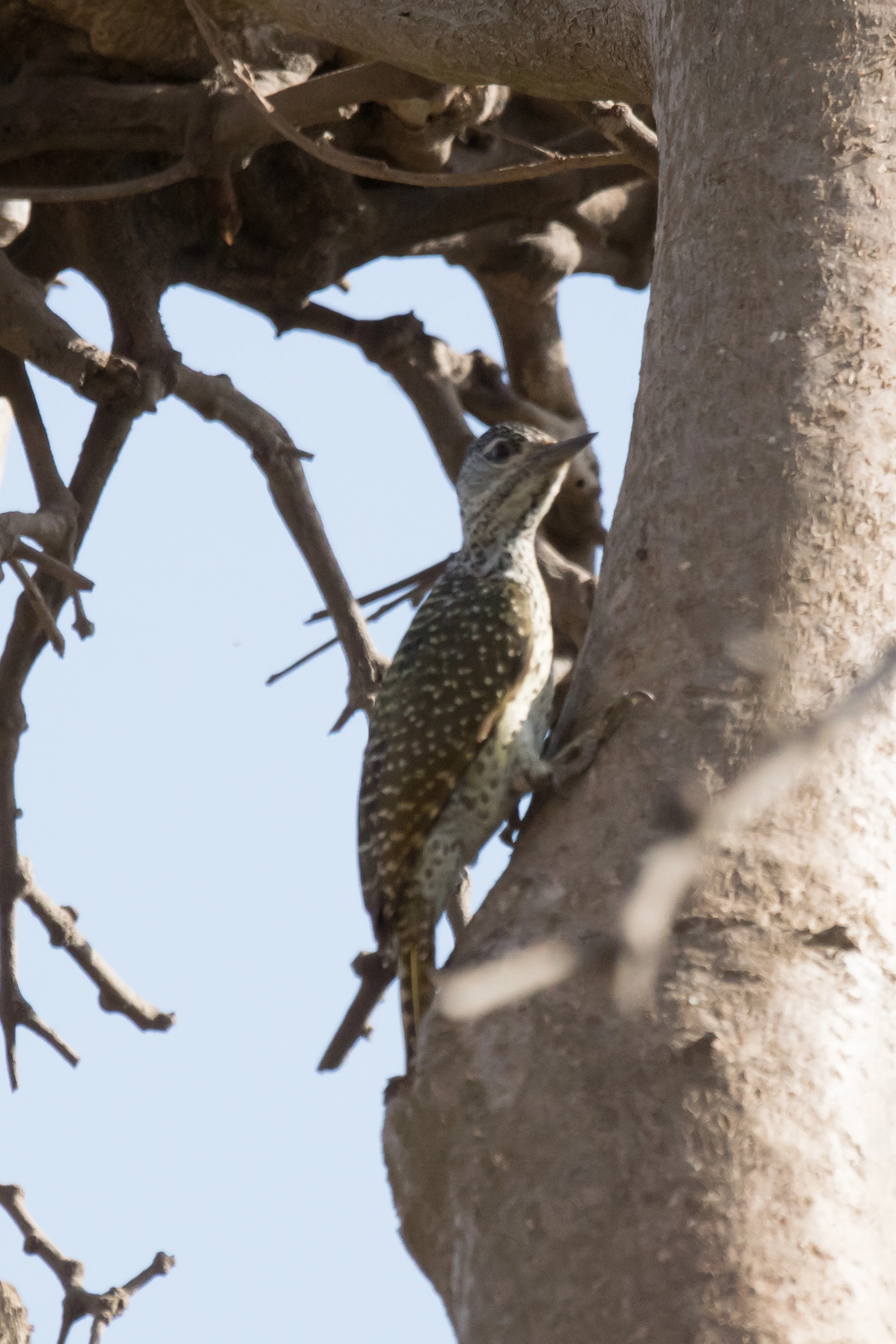 female Golden-tailed Woodpecker, The Gambia — photo by Jim Bennett