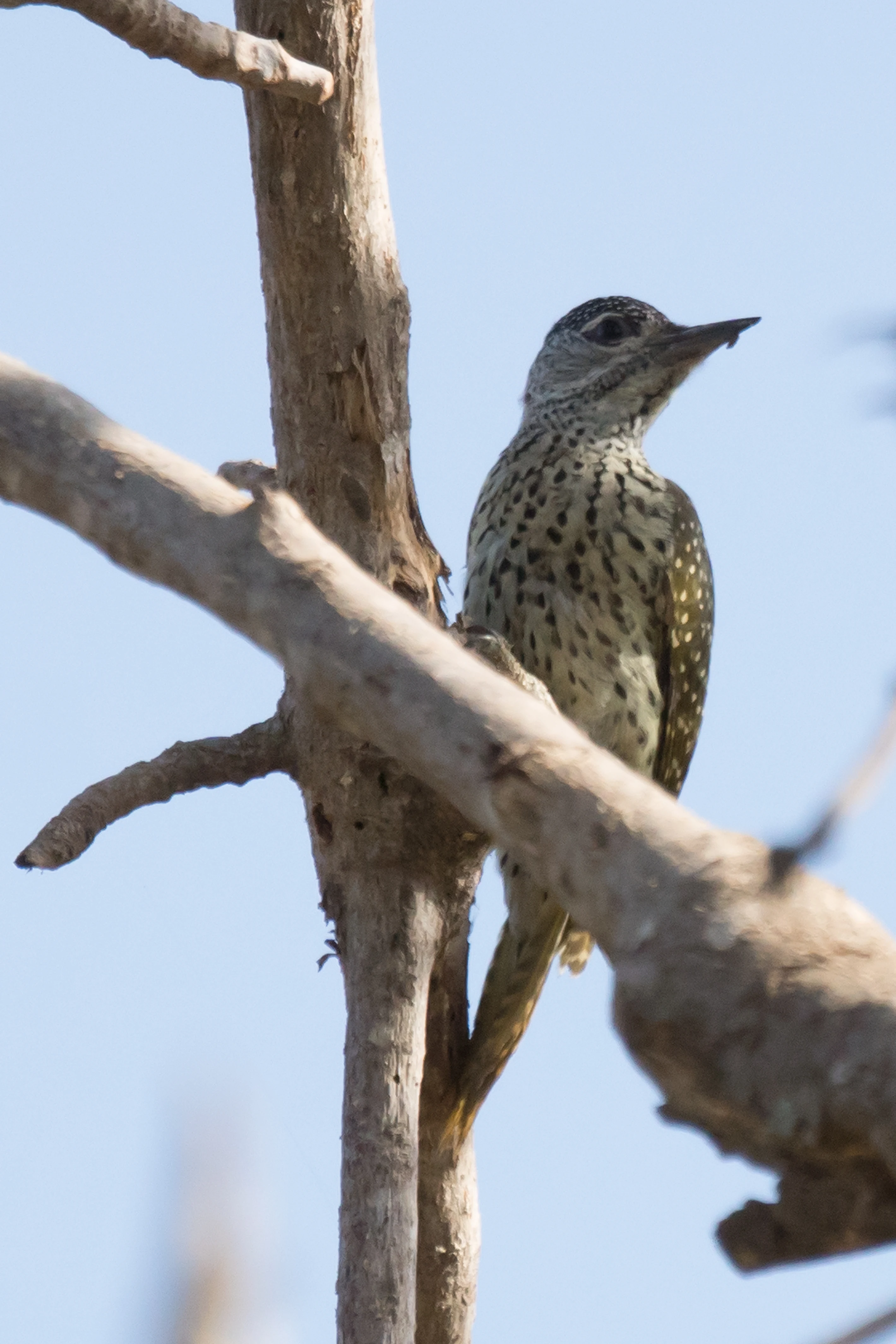 female Golden-tailed Woodpecker, The Gambia — photo by Jim Bennett
