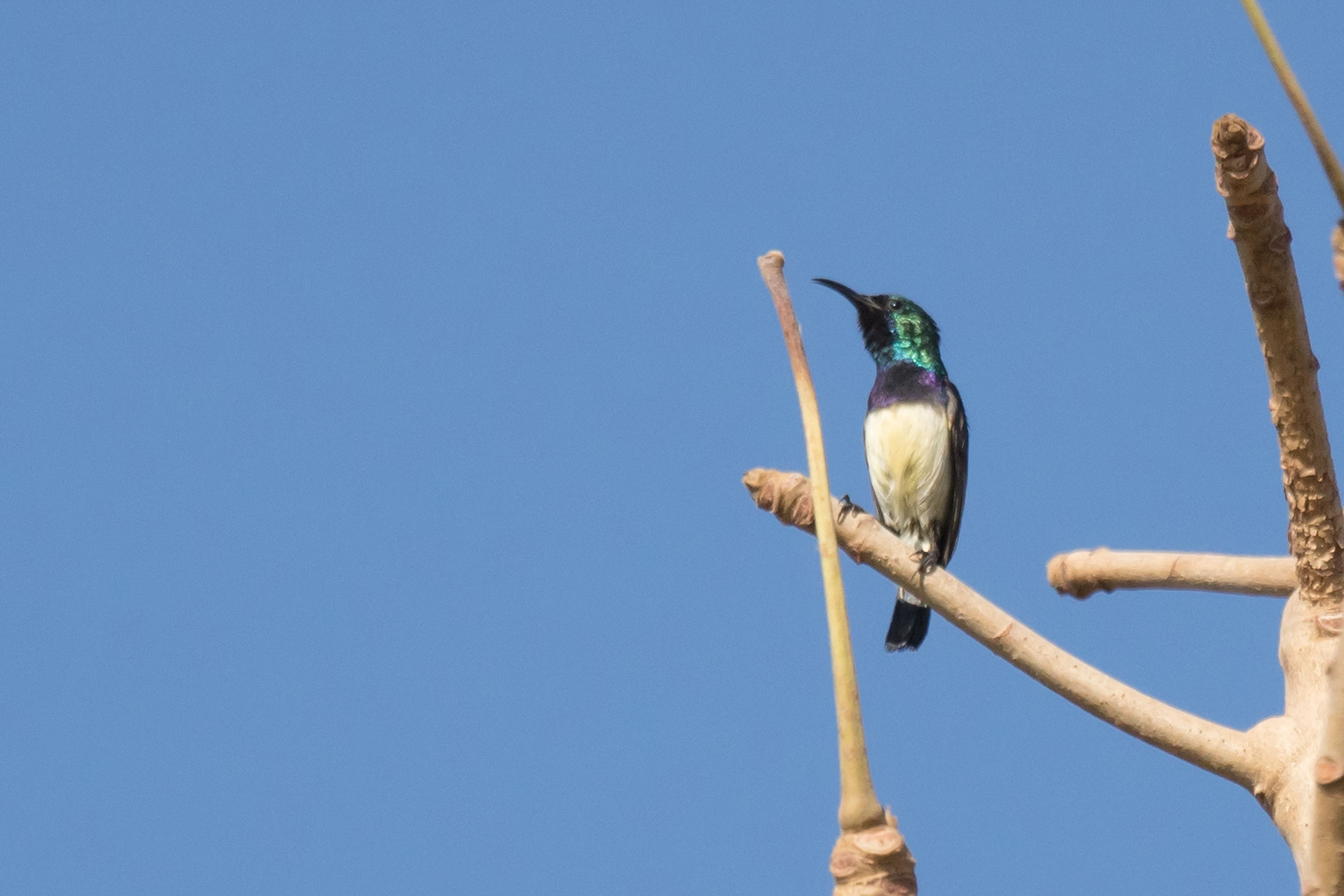 Variable Sunbird, The Gambia — photo by Jim Bennett