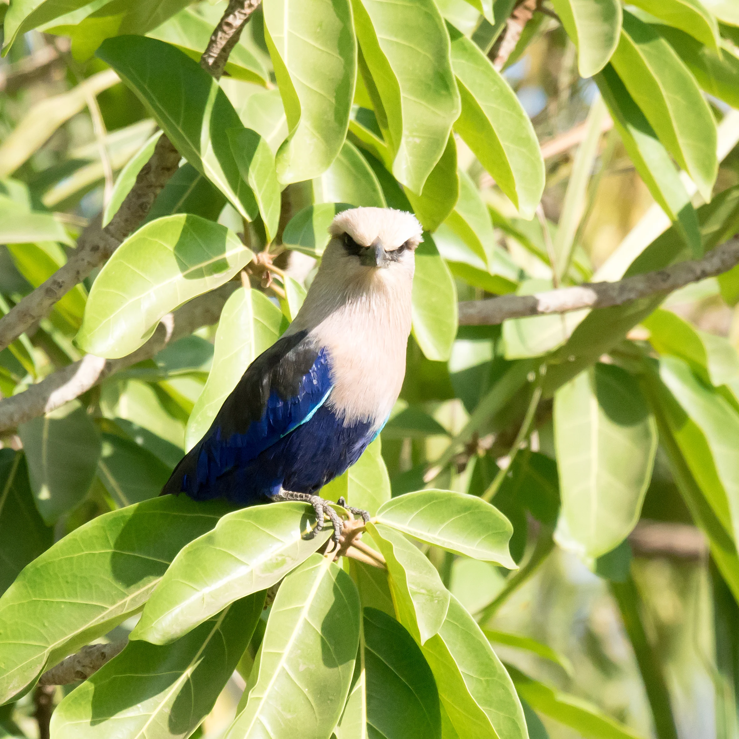Blue-bellied Roller, The Gambia — photo by Jim Bennett