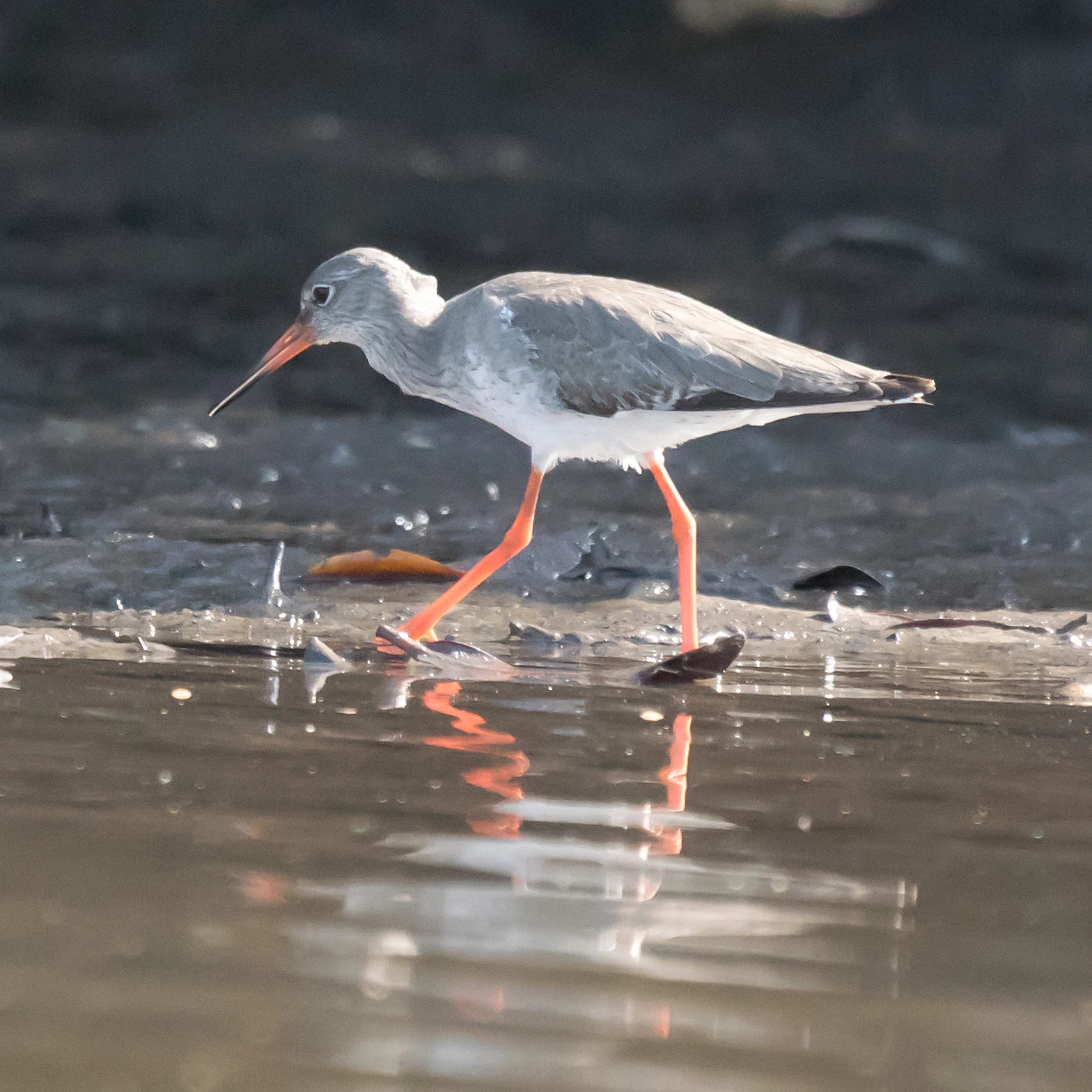 Redshank, The Gambia — photo by Jim Bennett