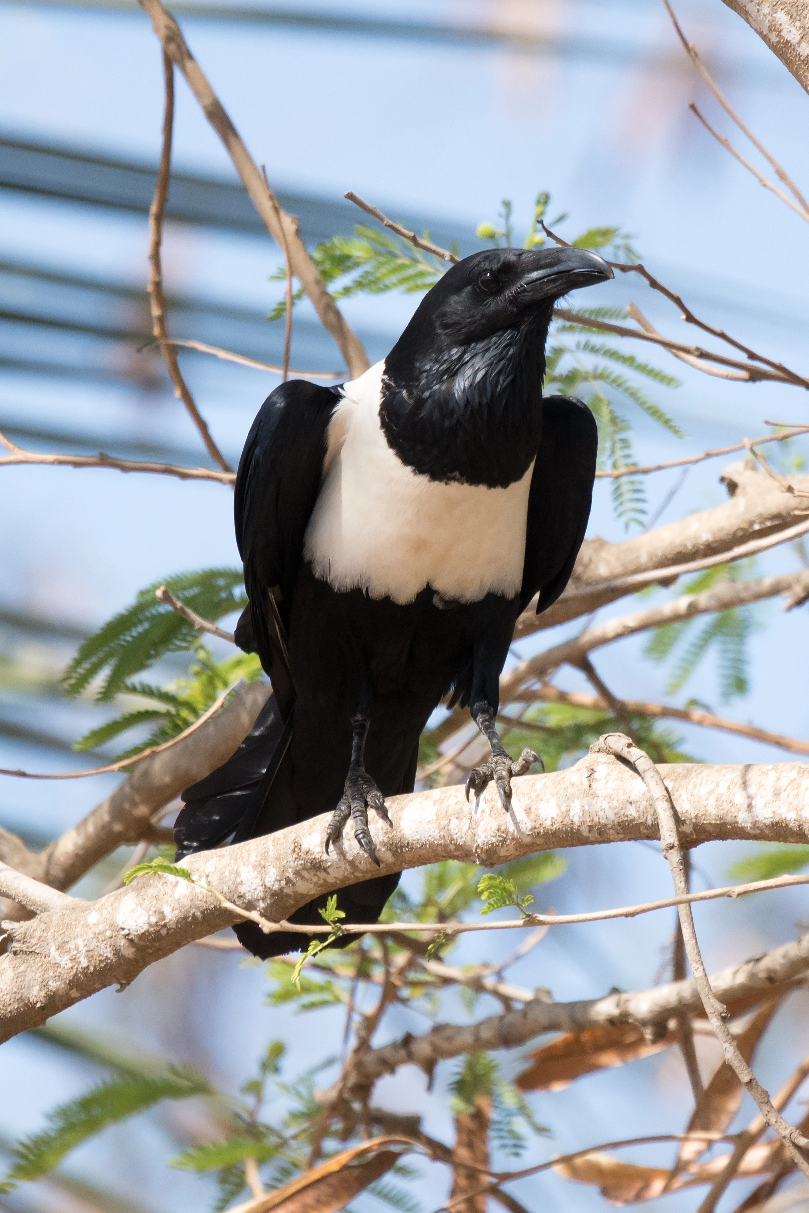 Pied Crow, The Gambia — photo by Jim Bennett
