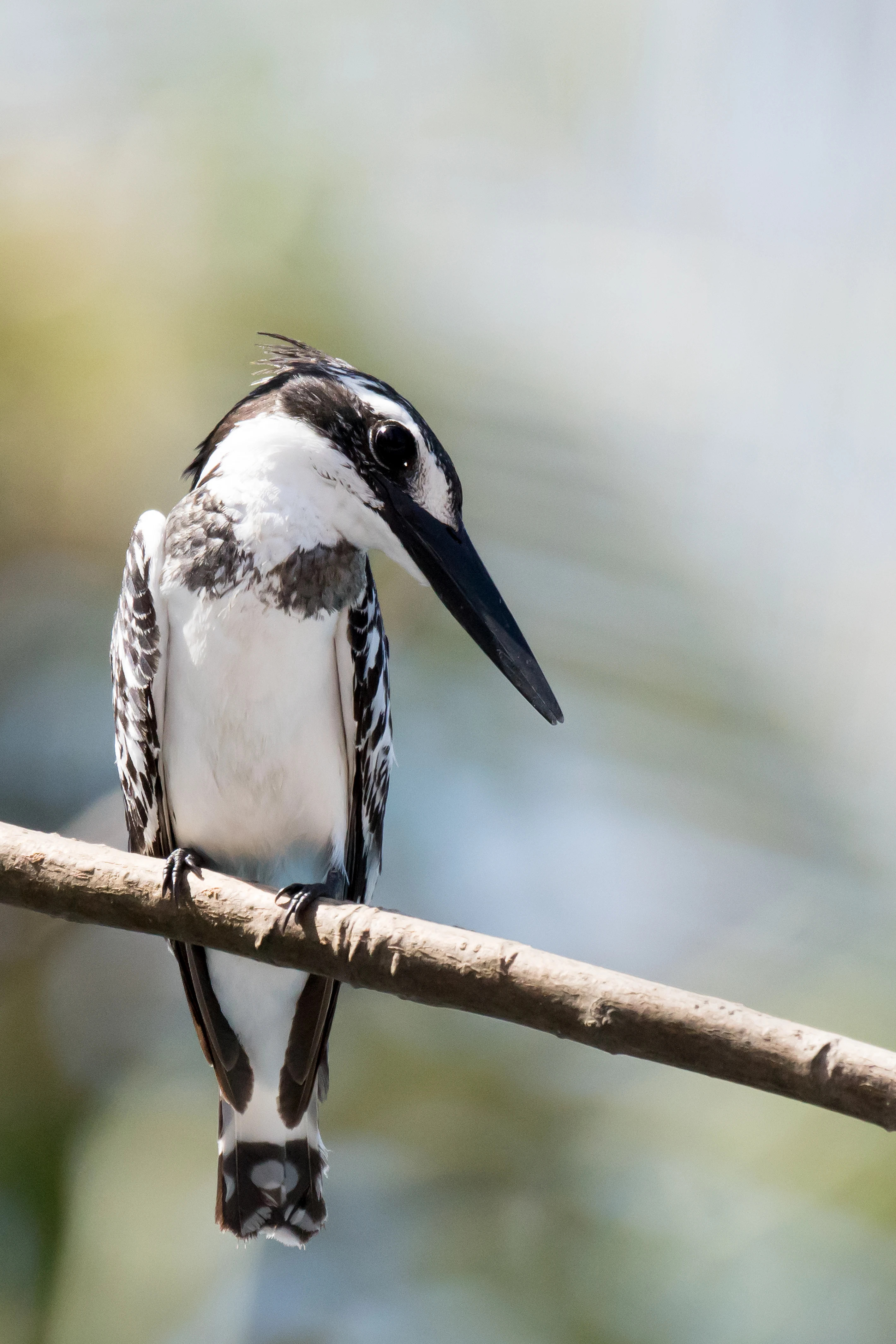 Pied Kingfisher, The Gambia — photo by Jim Bennett