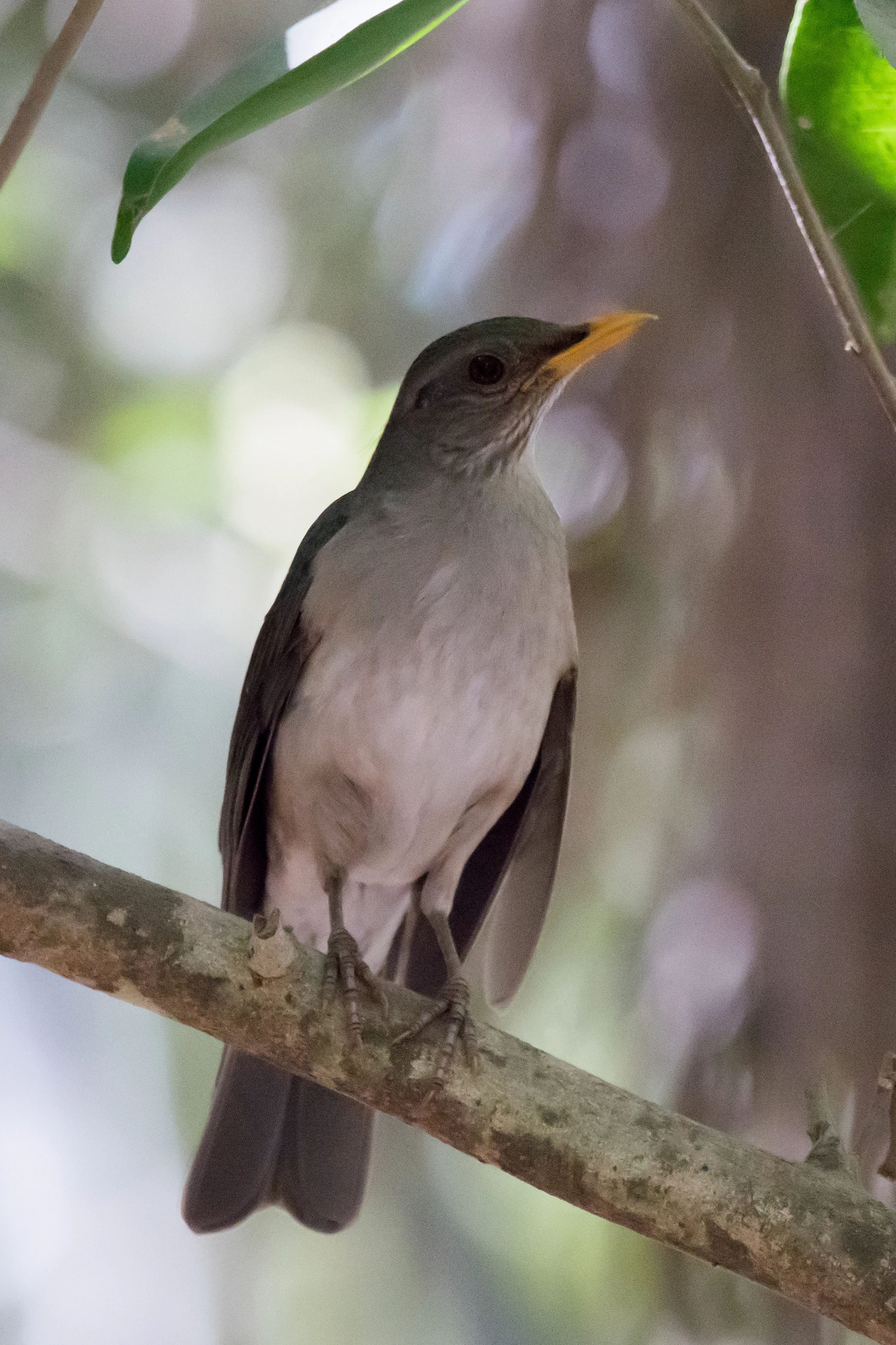 African Thrush, The Gambia — photo by Jim Bennett
