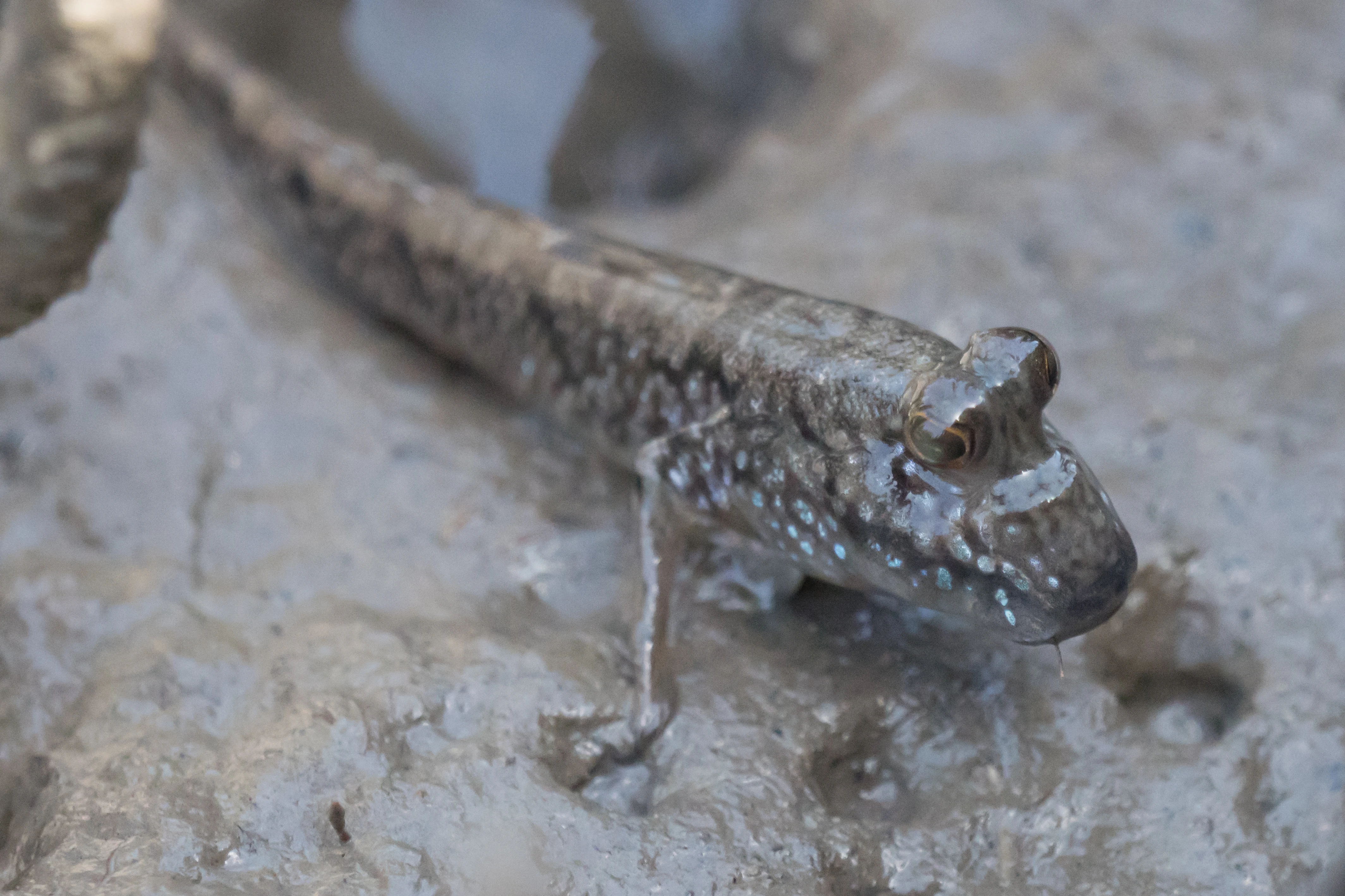 Atlantic Mudskipper, The Gambia — photo by Jim Bennett