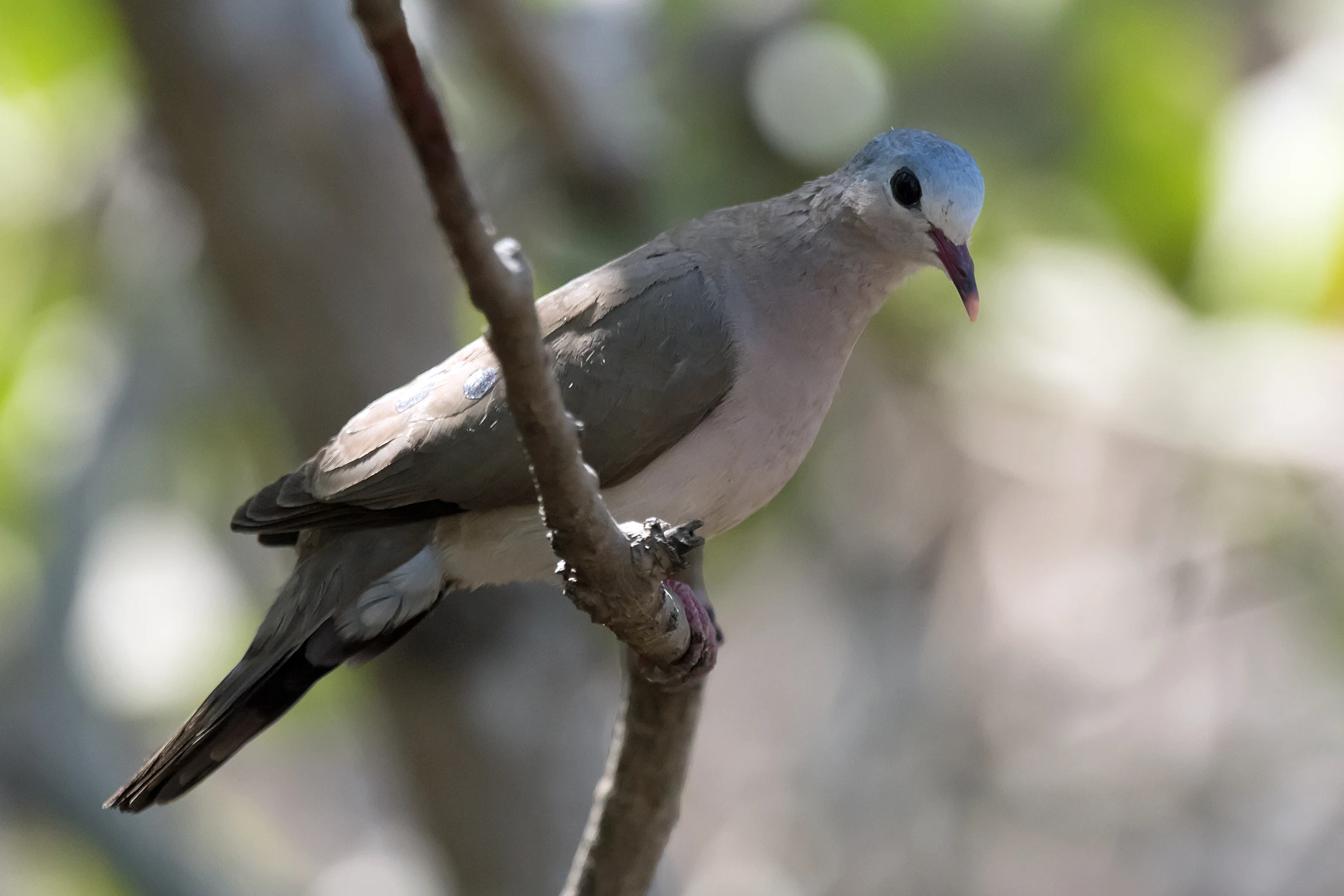 Blue-spotted Wood Dove, The Gambia — photo by Jim Bennett