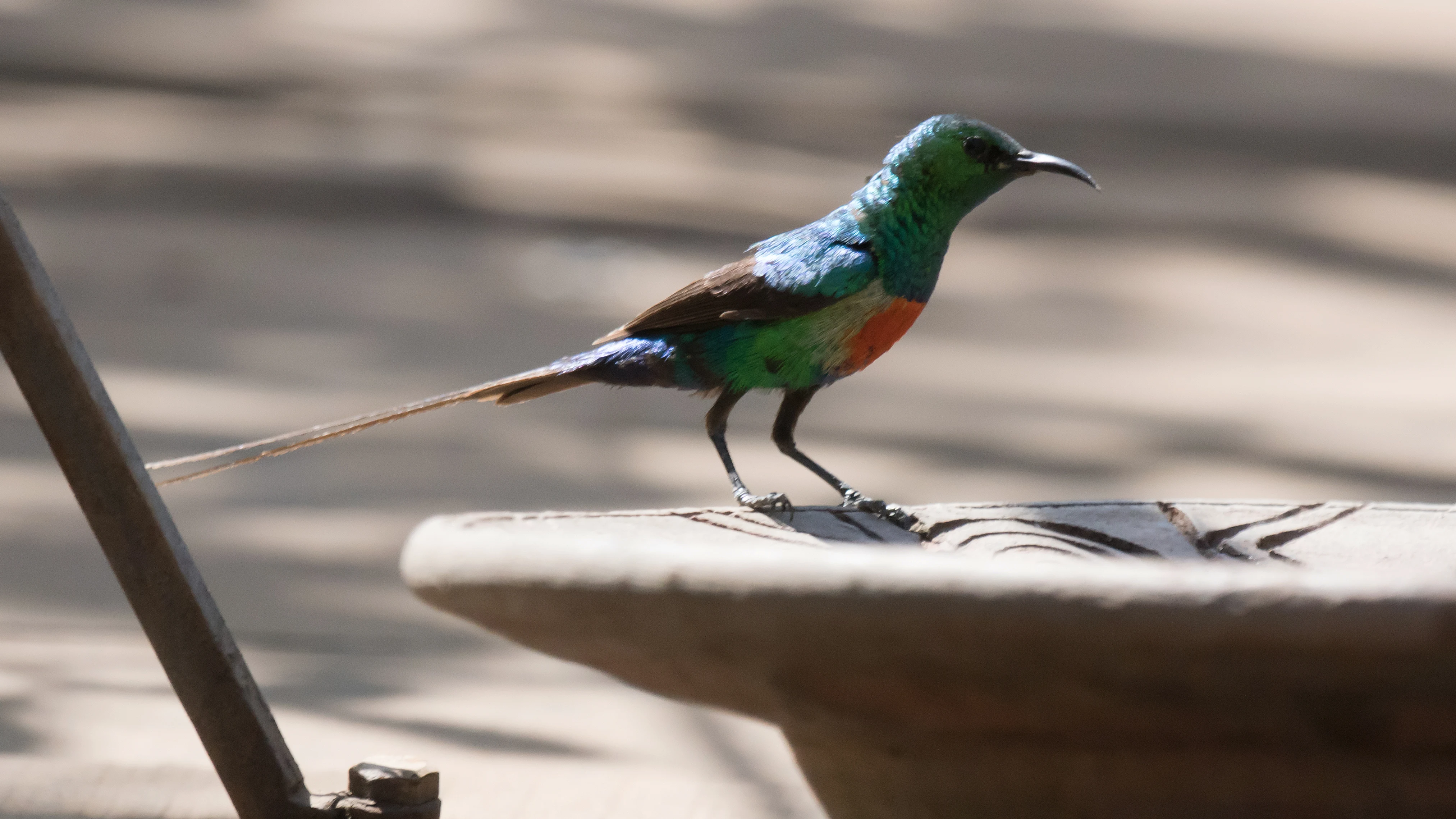 Beautiful Sunbird, The Gambia — photo by Jim Bennett