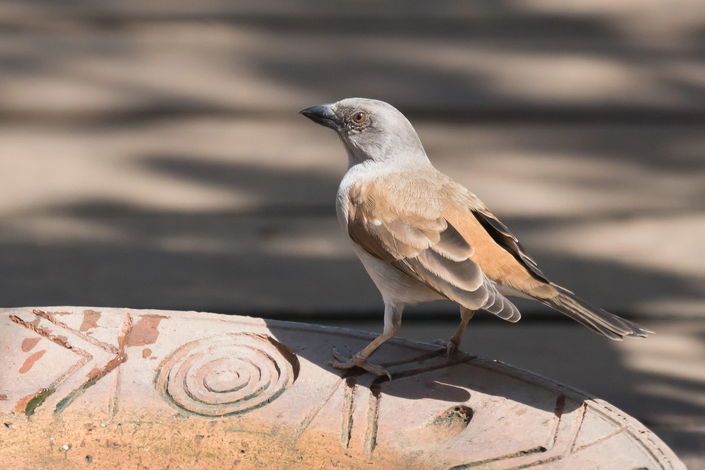 Northern Grey-headed Sparrow, The Gambia — photo by Jim Bennett