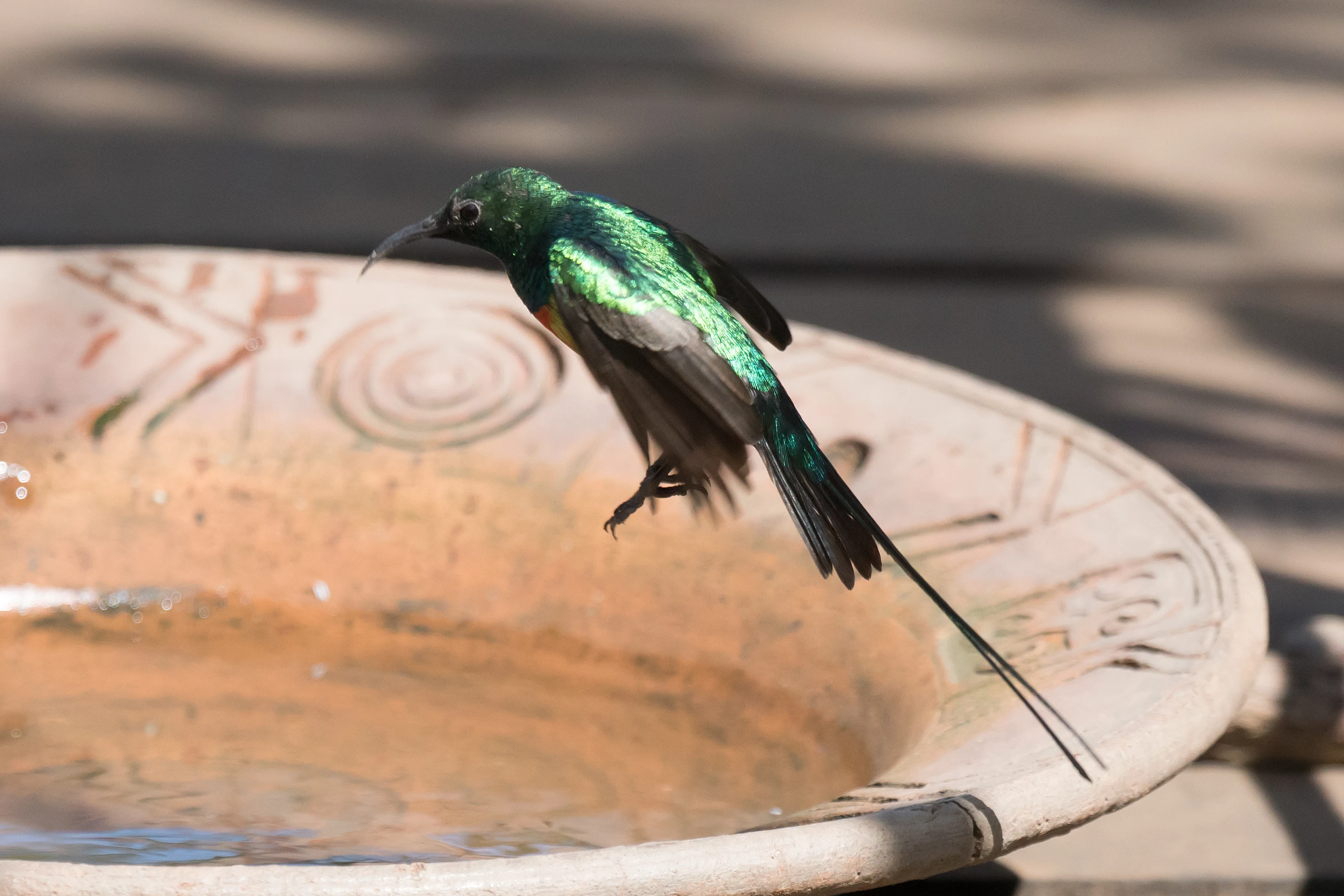 Beautiful Sunbird, The Gambia — photo by Jim Bennett