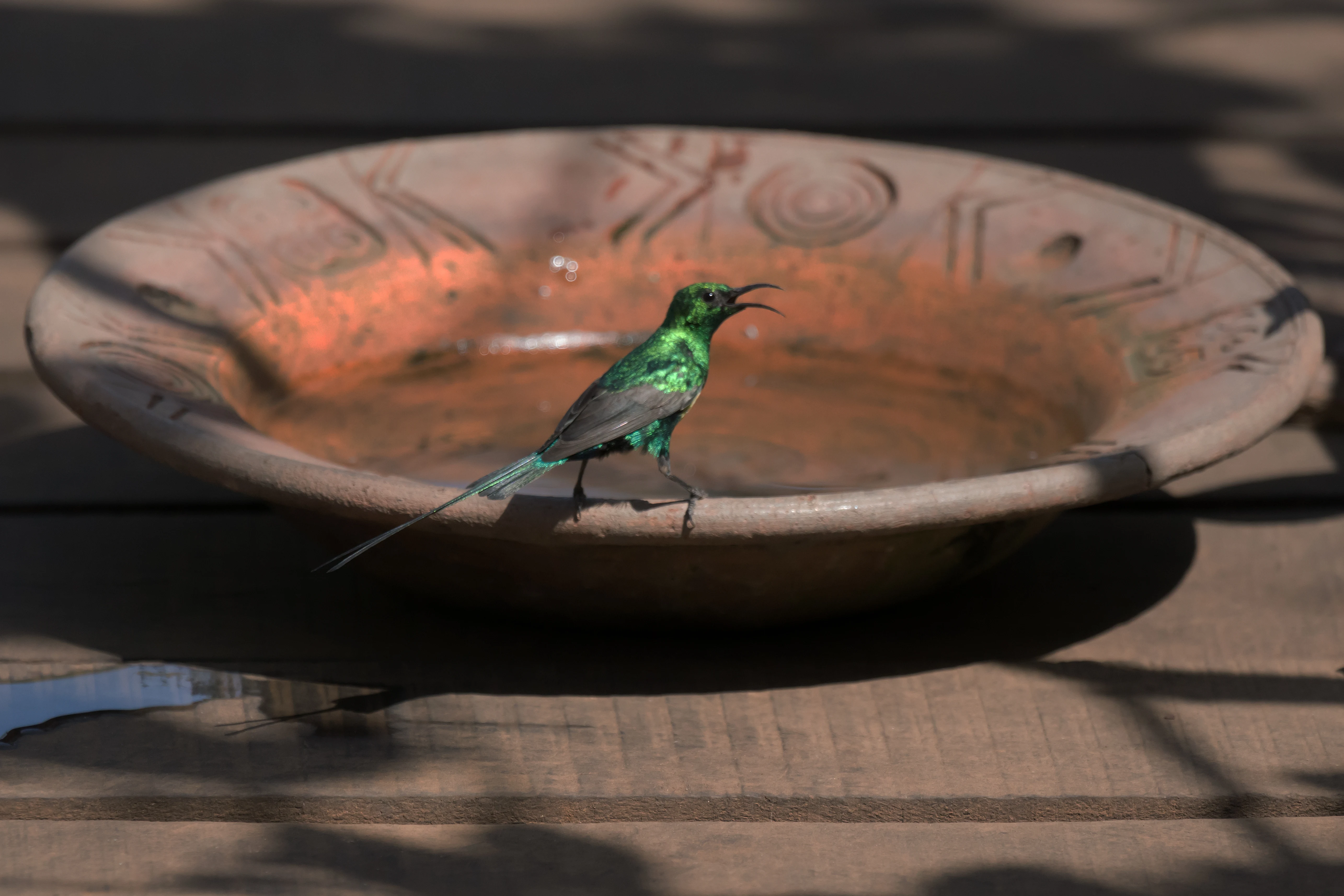 Beautiful Sunbird, The Gambia — photo by Jim Bennett