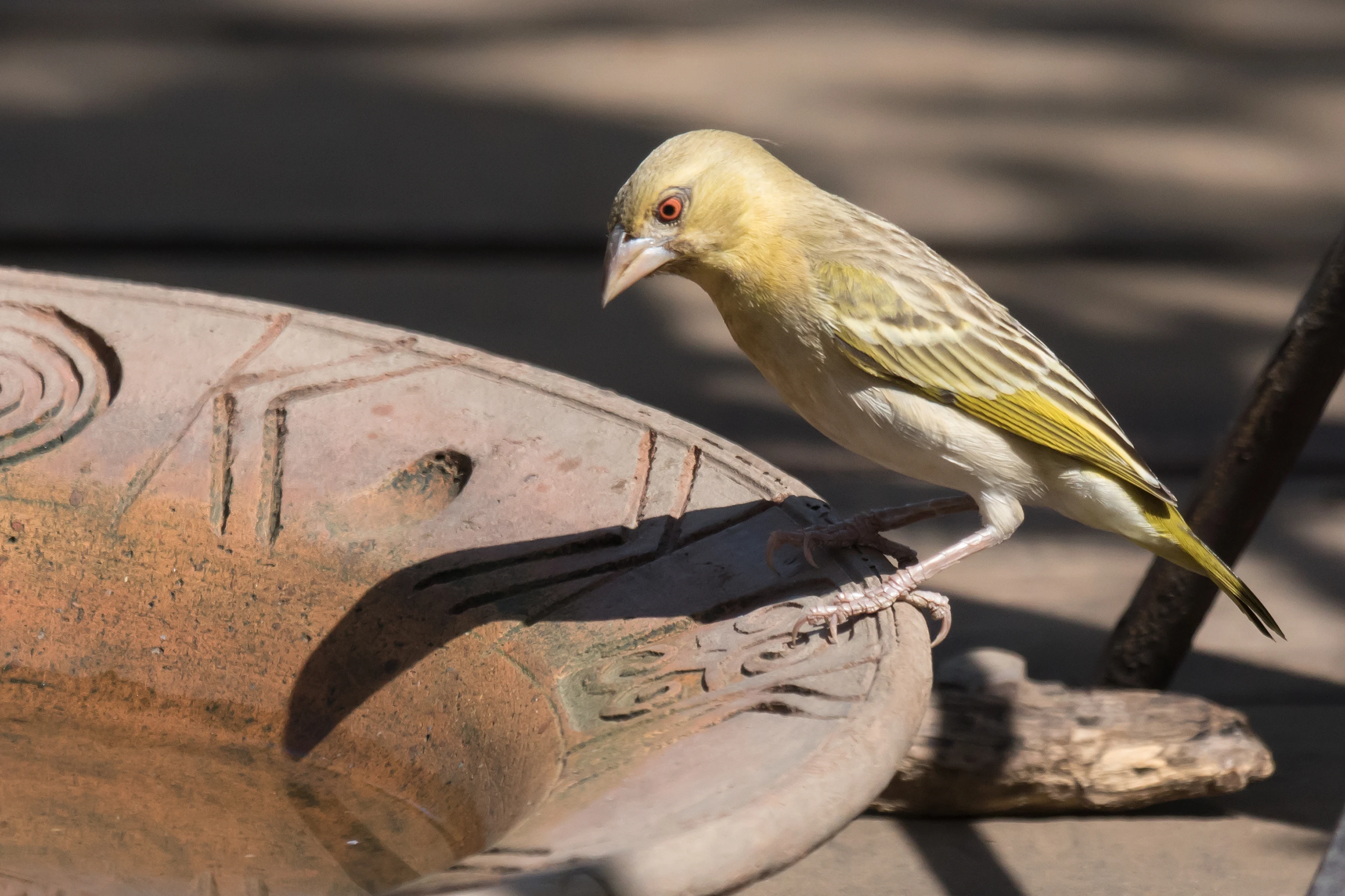 Village Weaver, The Gambia — photo by Jim Bennett