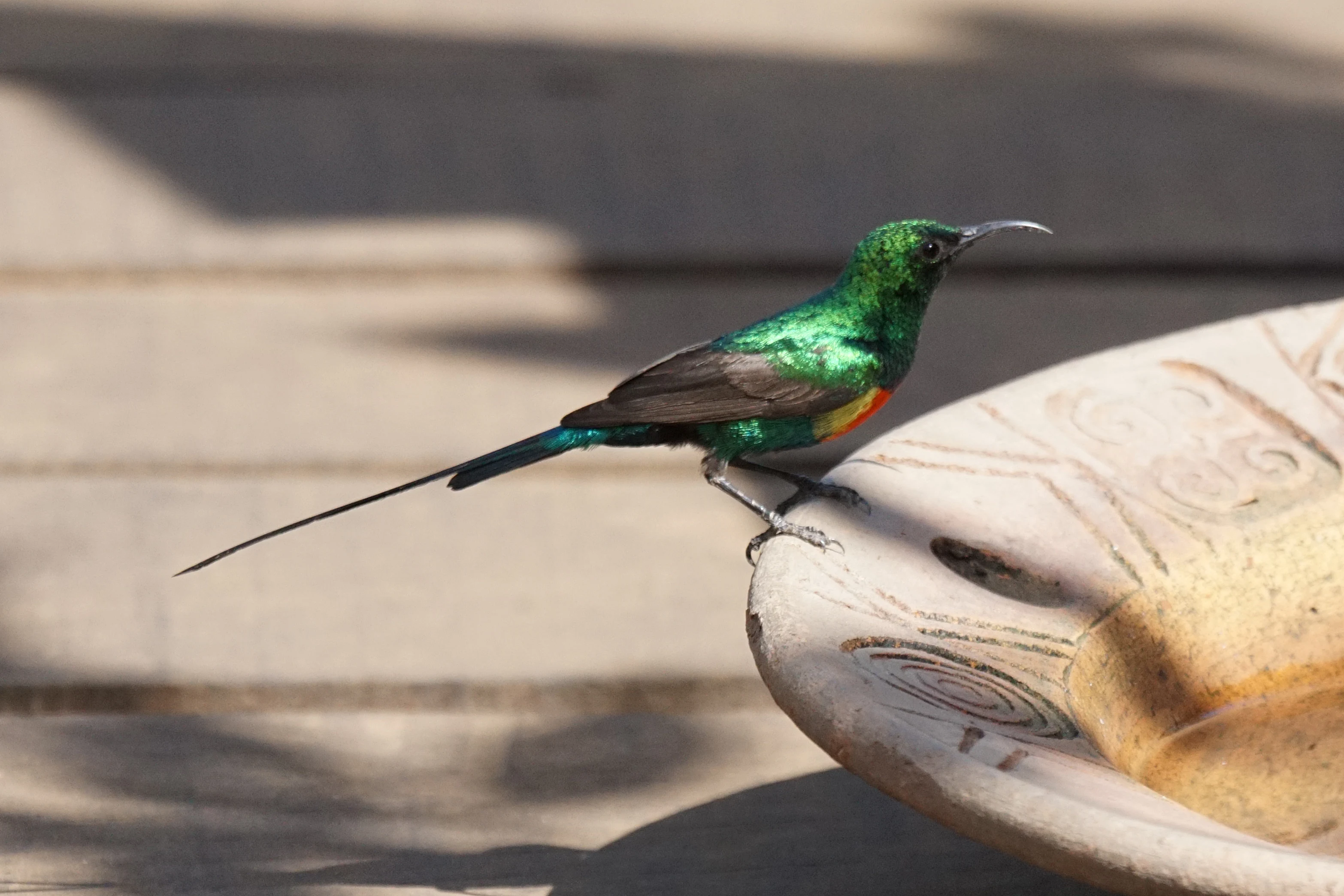 Beautiful Sunbird, The Gambia — photo by Jim Bennett