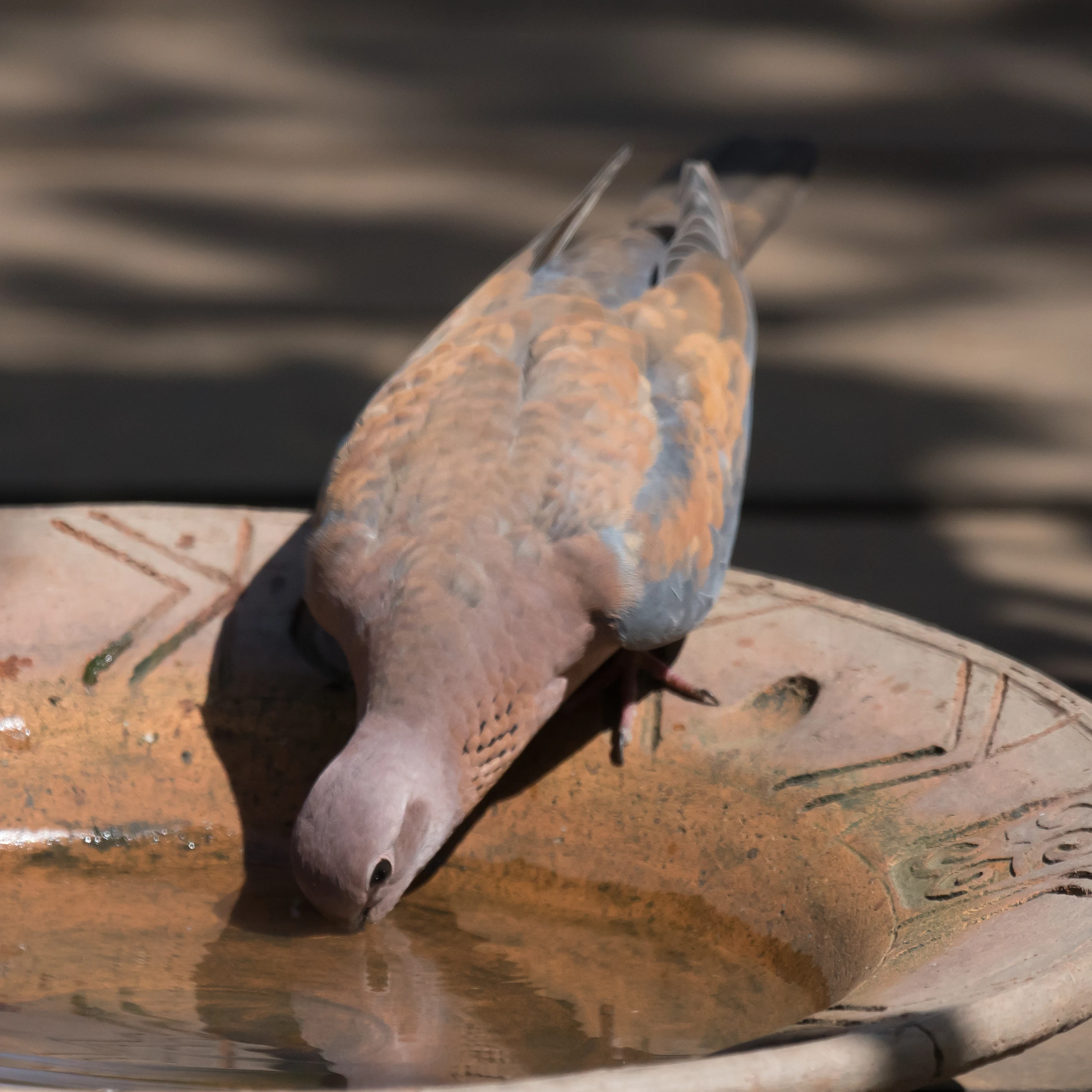 Laughing Dove, The Gambia — photo by Jim Bennett
