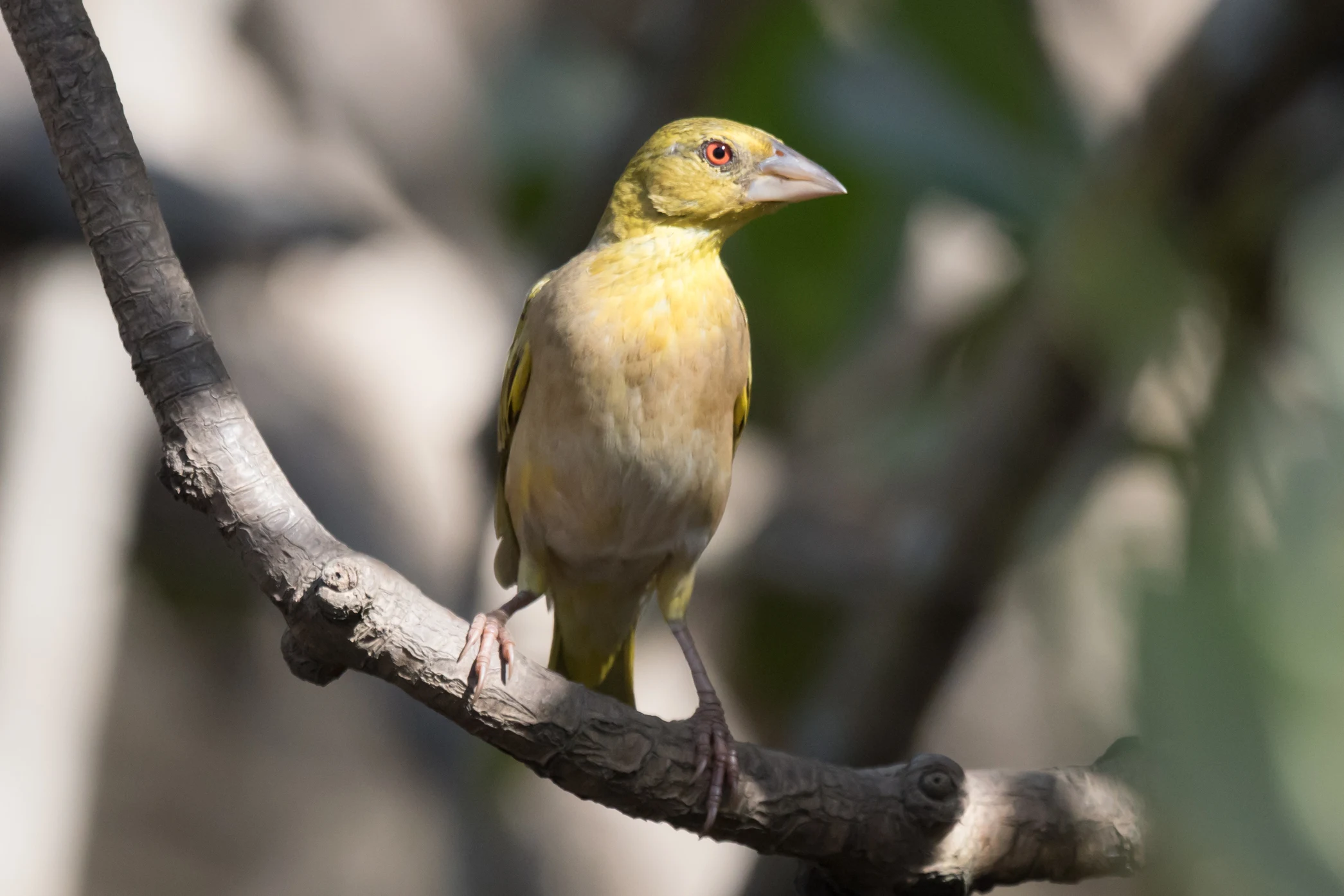 Village Weaver, The Gambia — photo by Jim Bennett