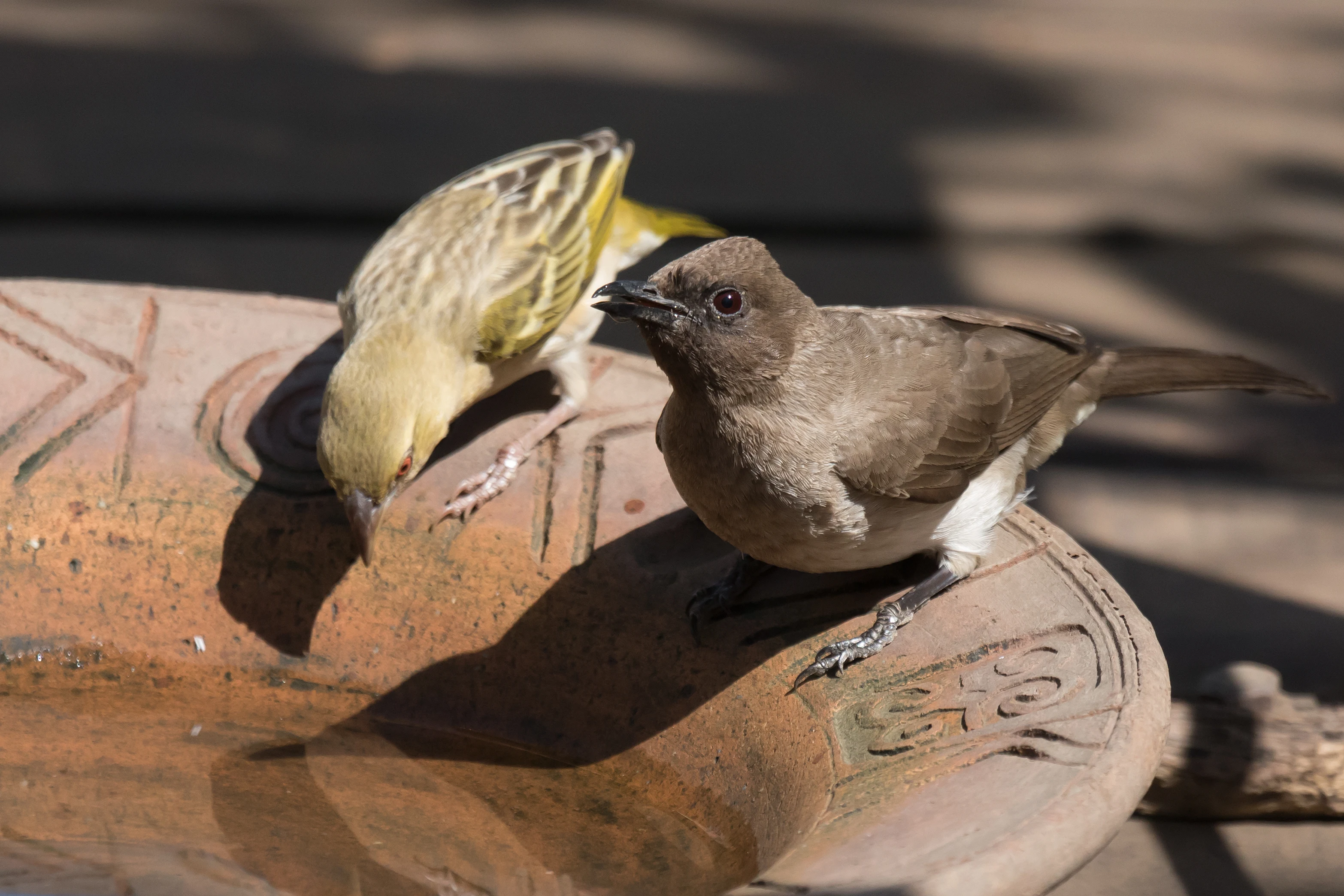 Village Weaver & Common Bulbul, The Gambia — photo by Jim Bennett