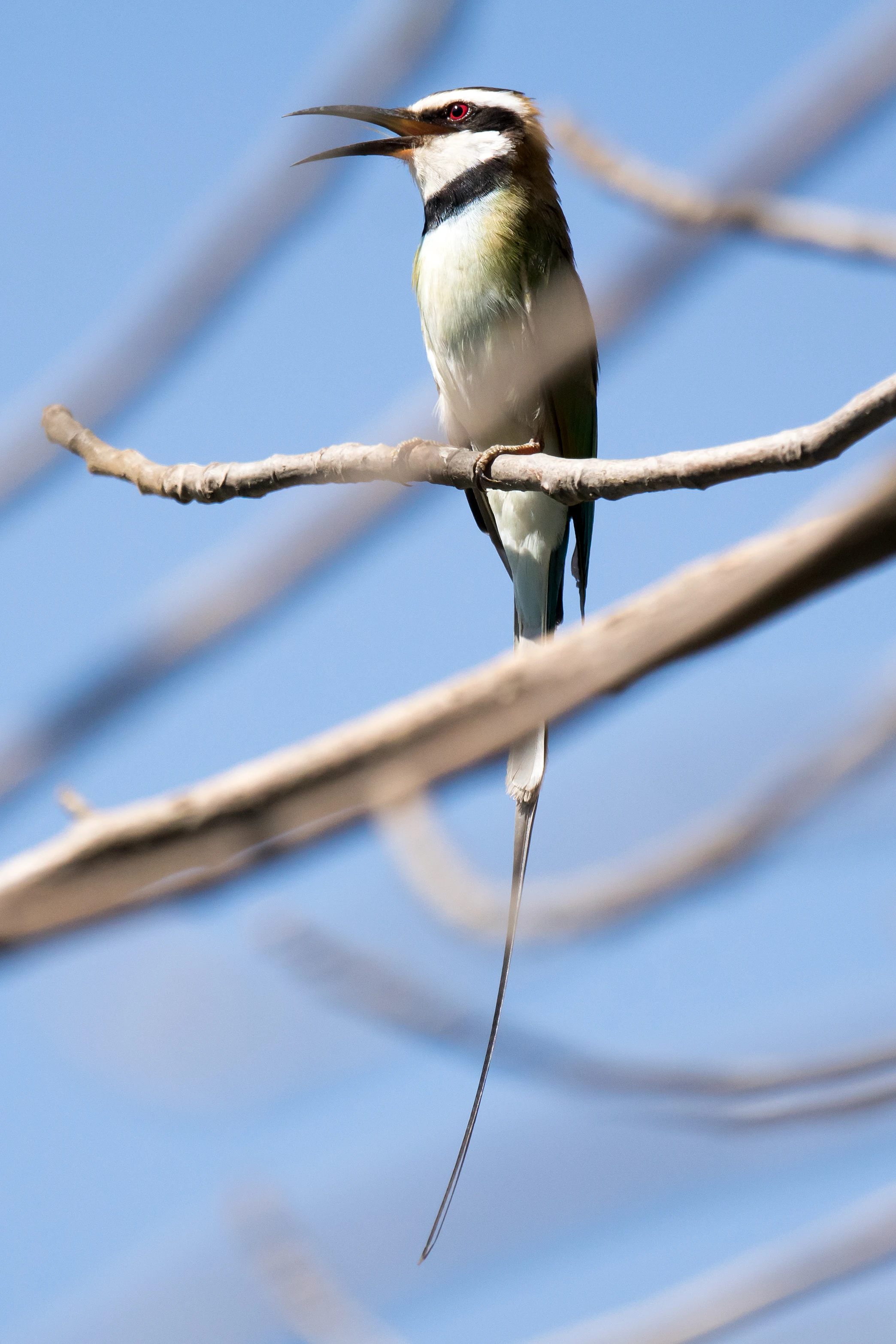 White-throated Bee-eater, The Gambia — photo by Jim Bennett