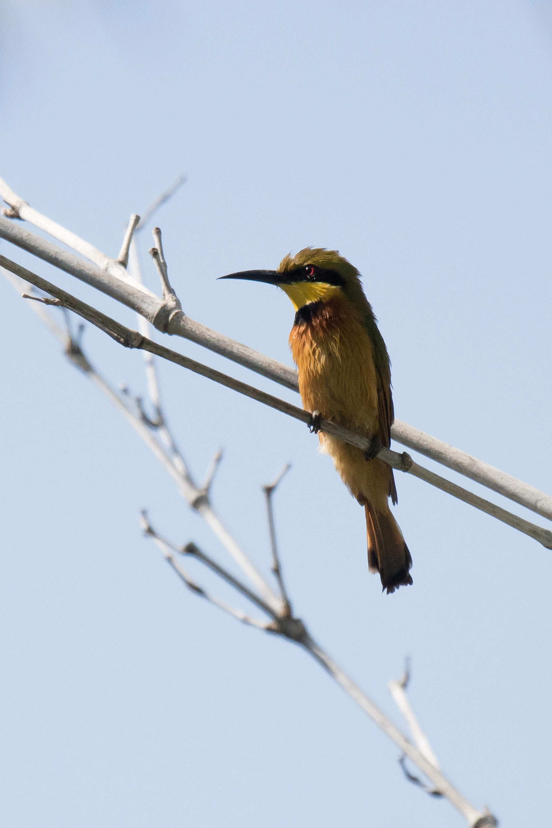 Little Bee-eater, The Gambia — photo by Jim Bennett
