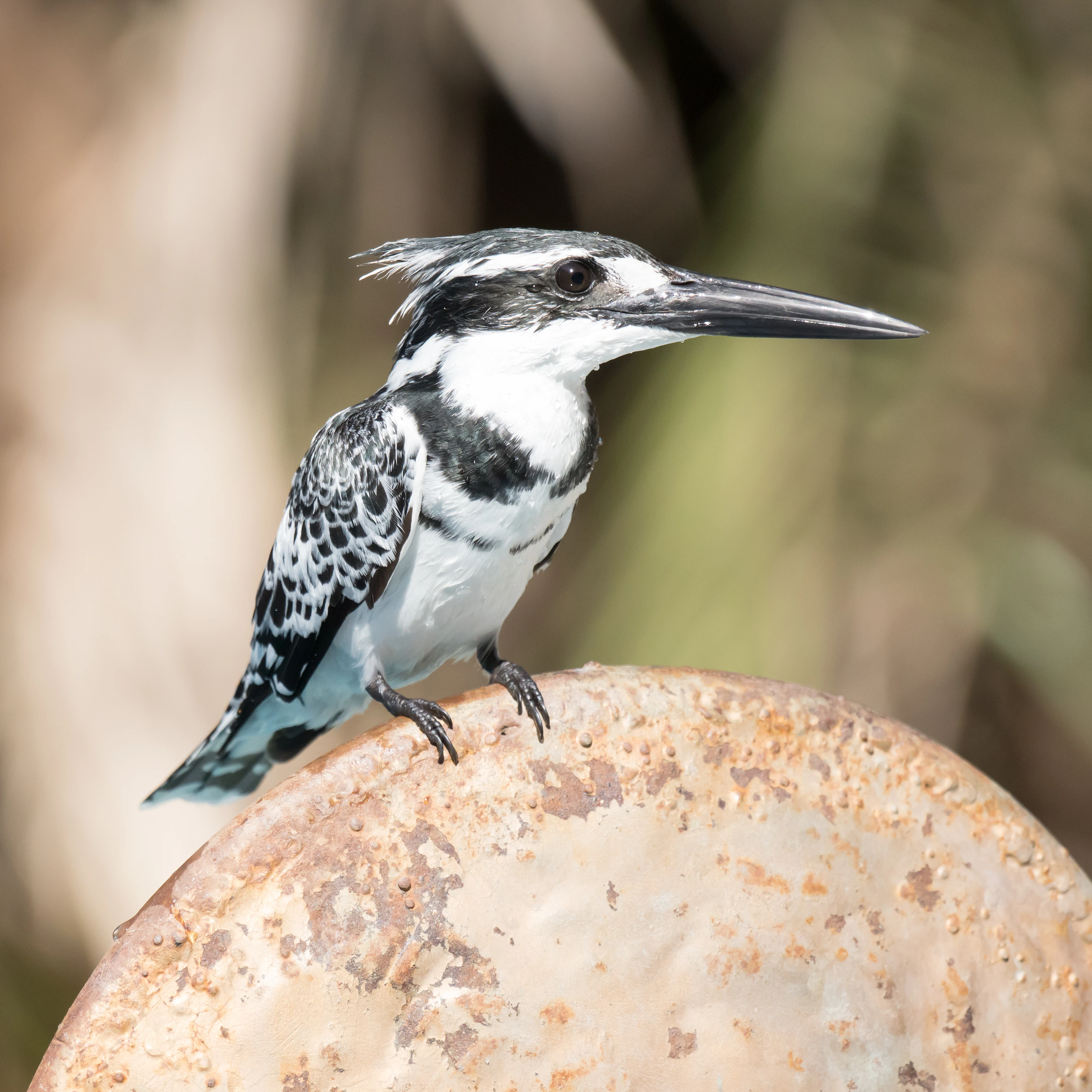 Pied Kingfisher, The Gambia — photo by Jim Bennett