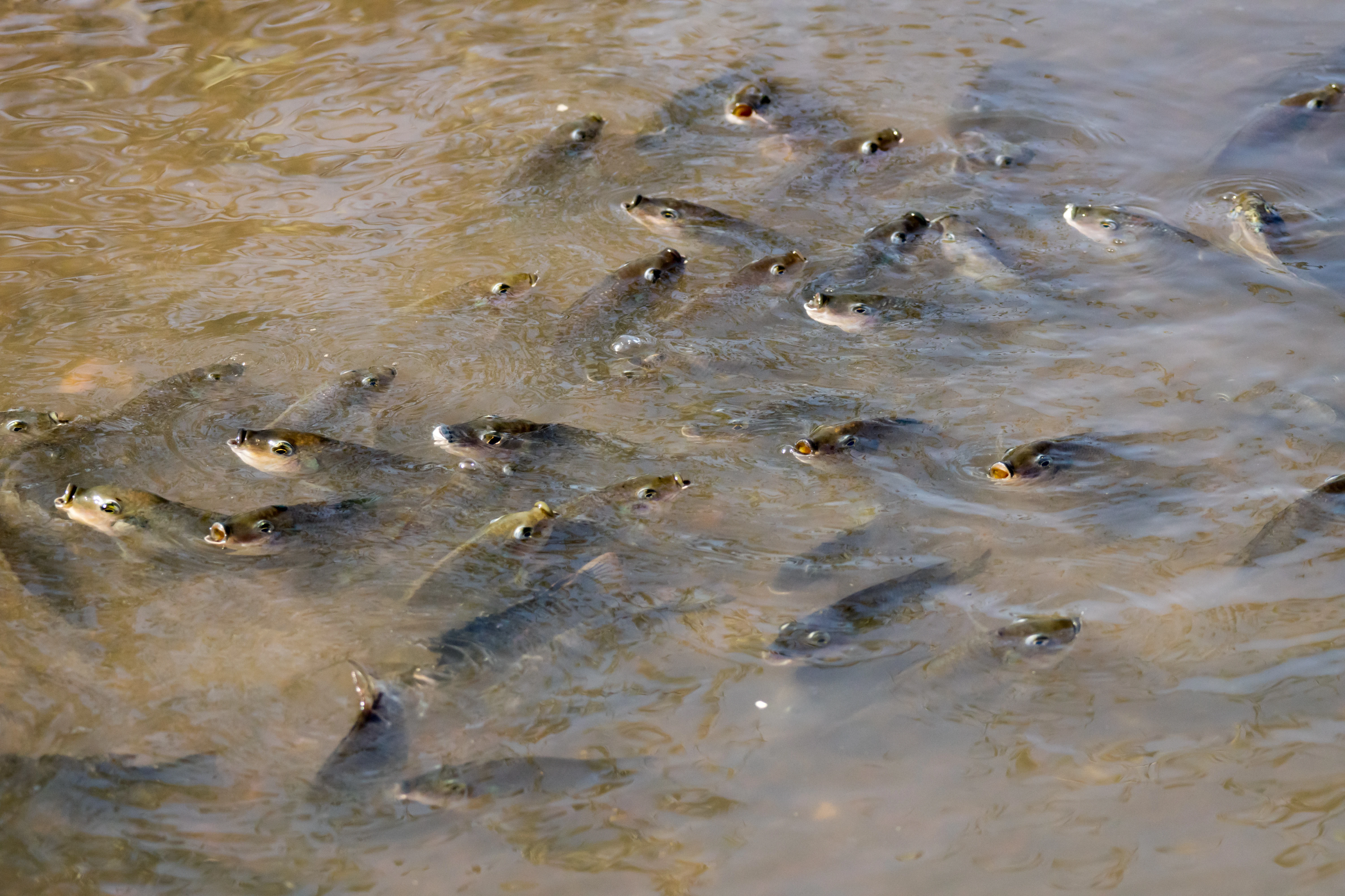 Fish, The Gambia — photo by Jim Bennett