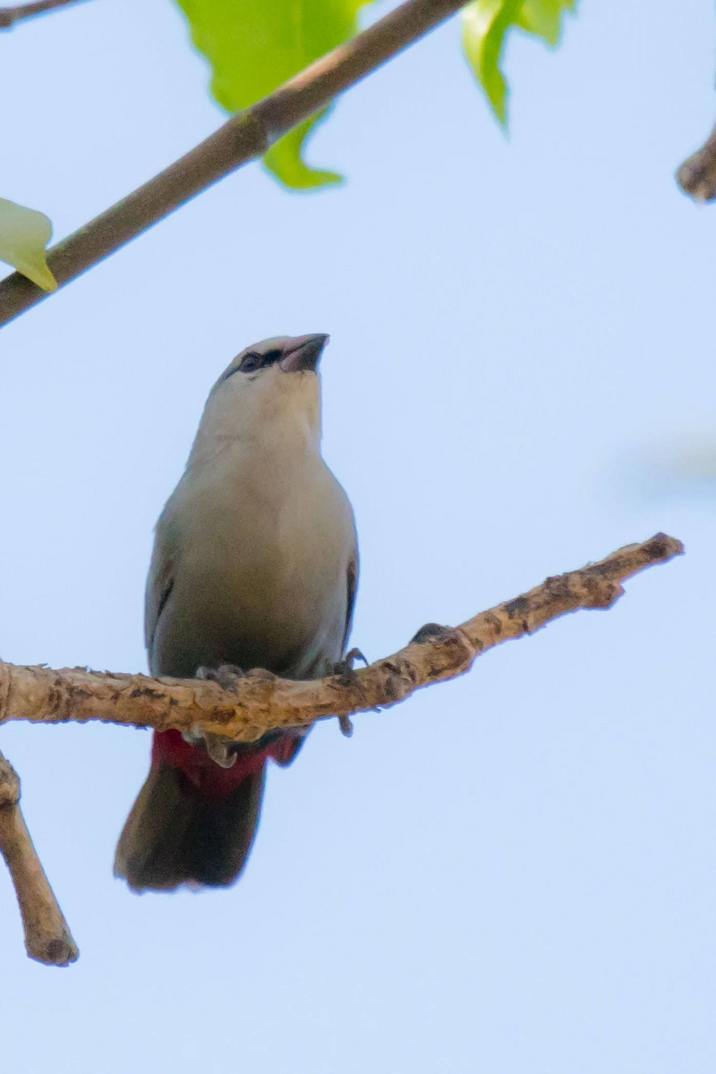Lavender Waxbill, The Gambia — photo by Jim Bennett