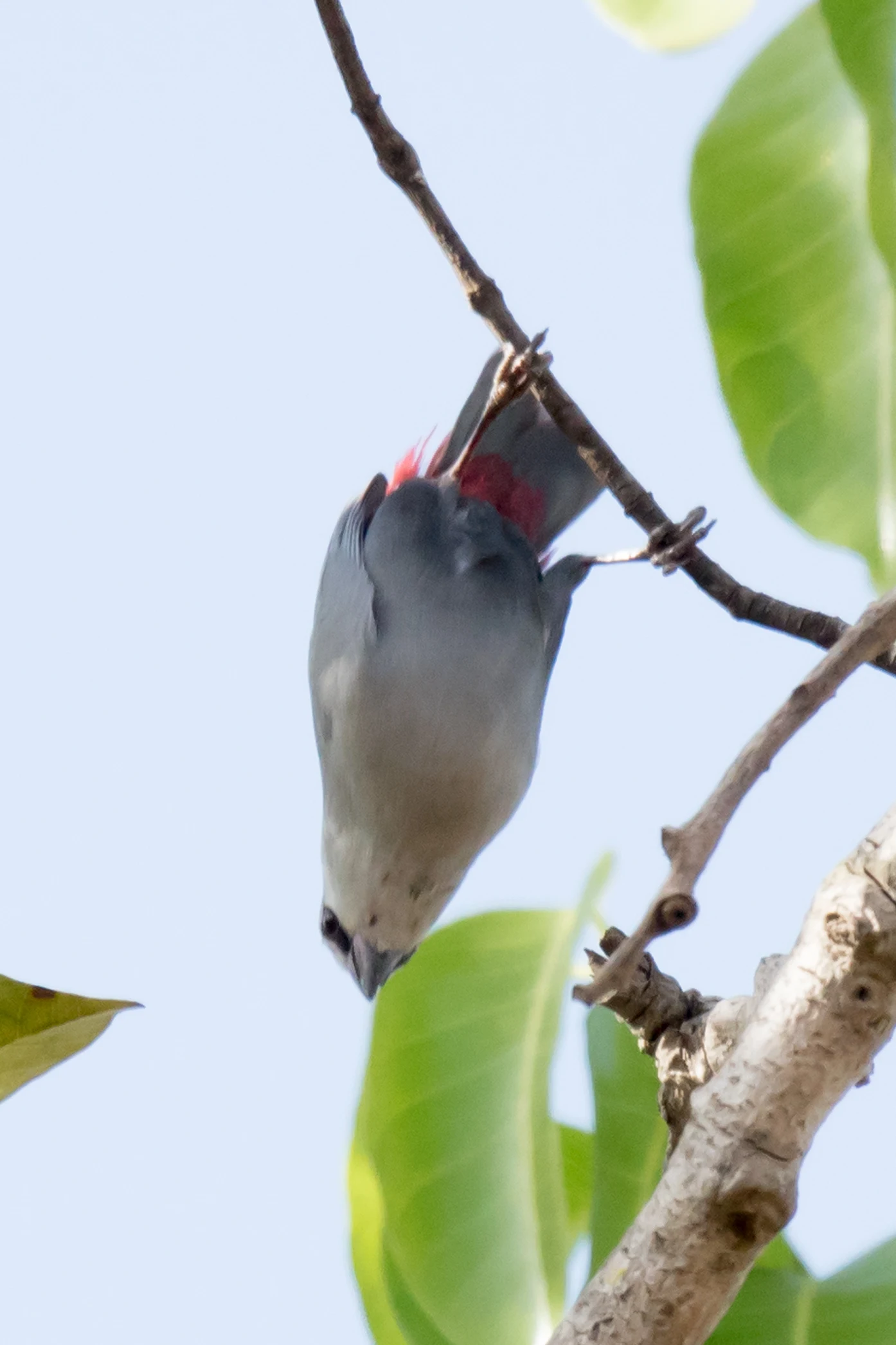 Lavender Waxbill, The Gambia — photo by Jim Bennett