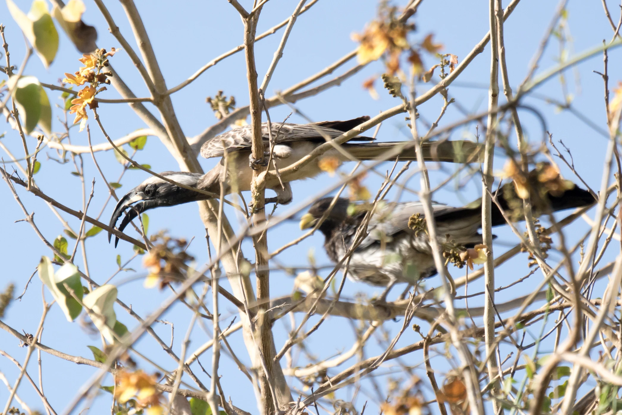 African Grey Hornbill & Western Grey Plantain-eater, The Gambia — photo by Jim Bennett