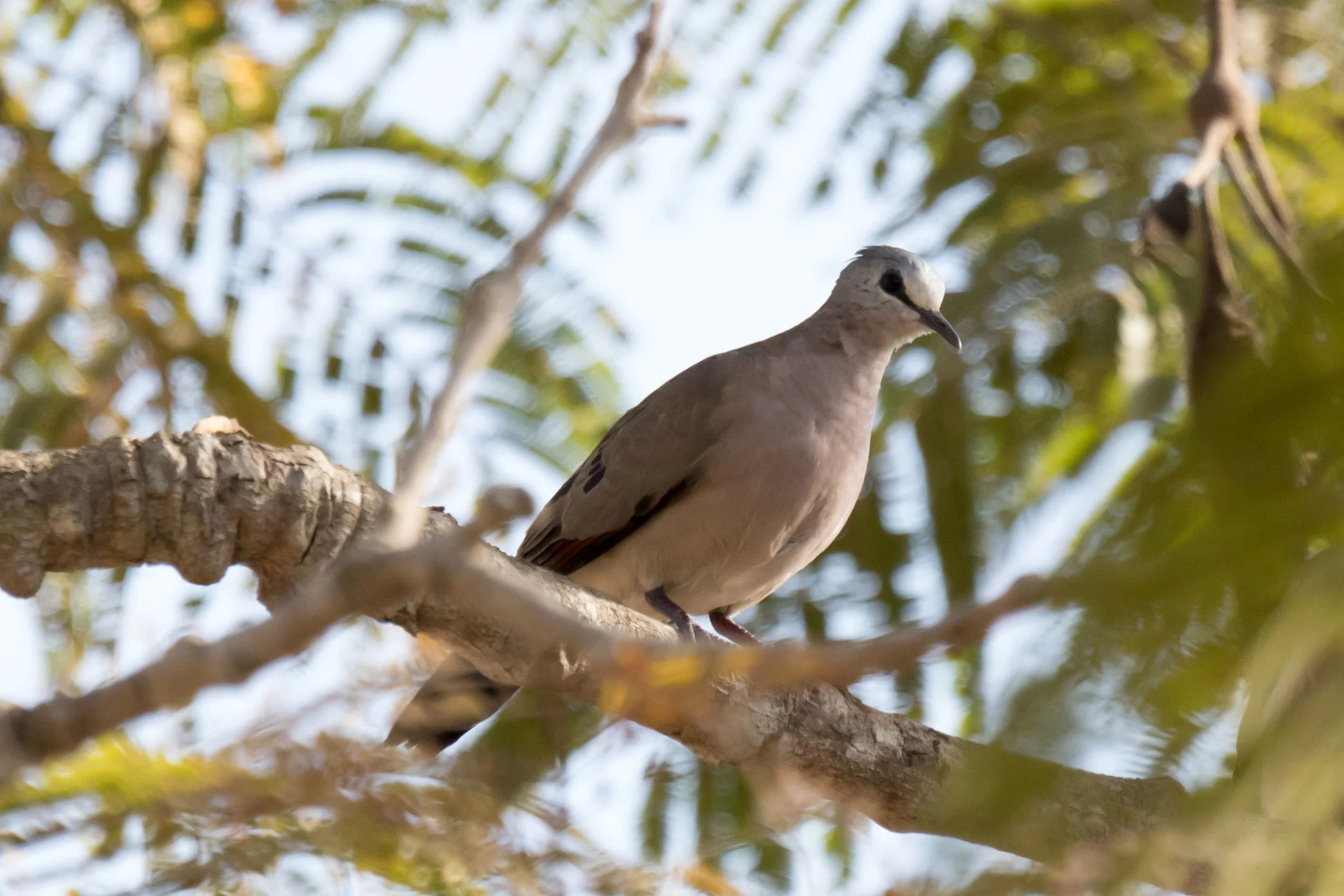 Black-billed Wood Dove, The Gambia — photo by Jim Bennett