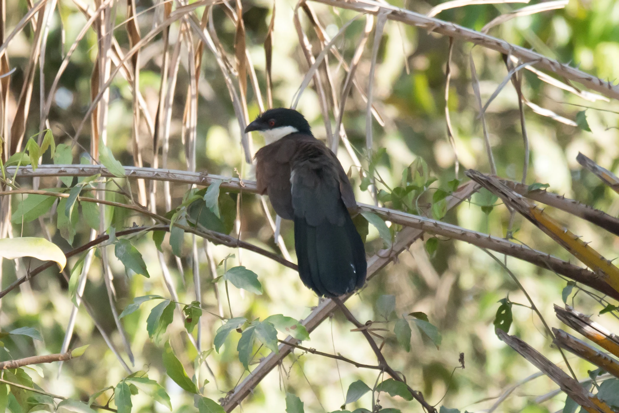 Senegal Coucal, The Gambia — photo by Jim Bennett
