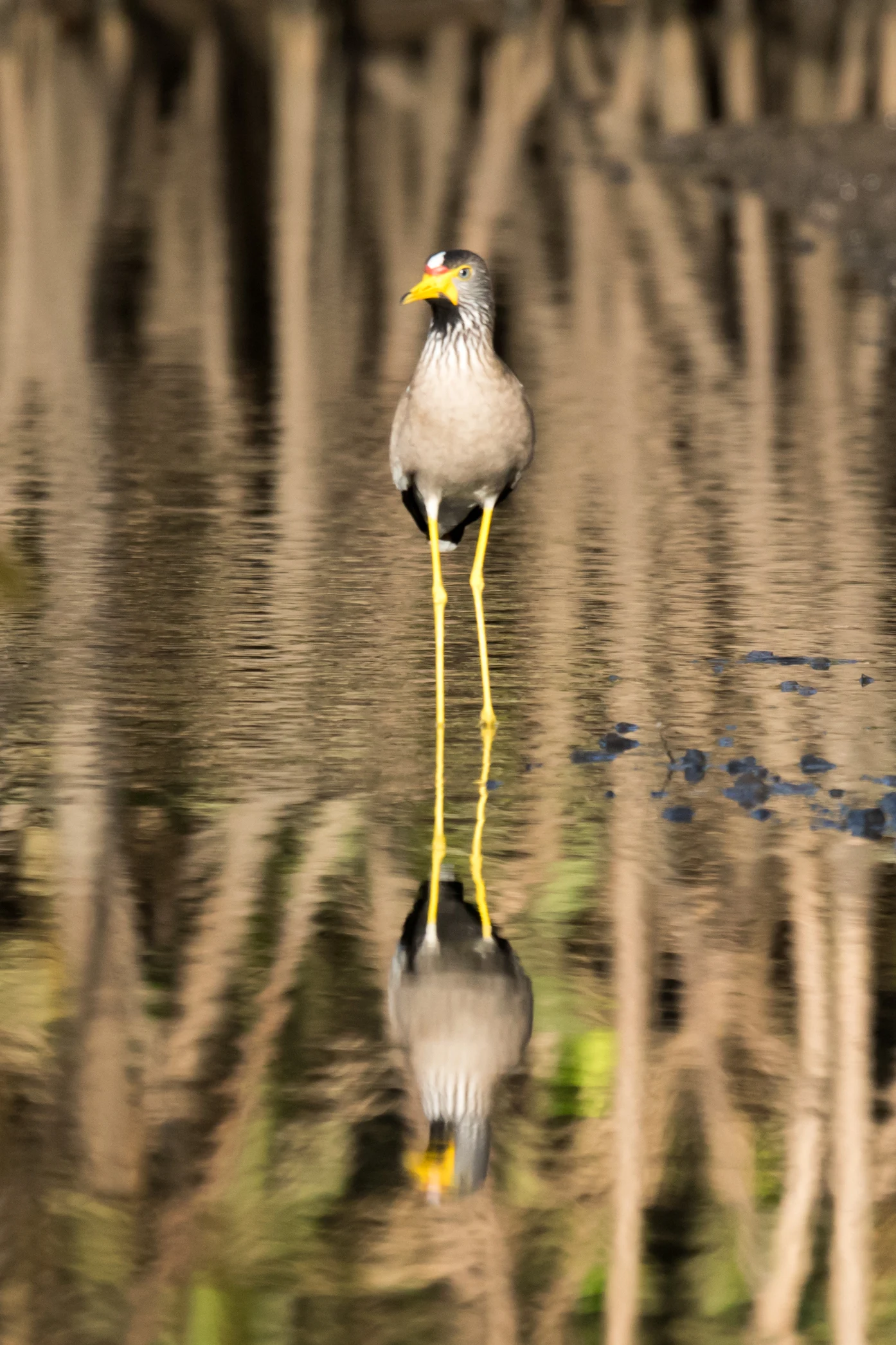 African Wattled Lapwing, The Gambia — photo by Jim Bennett