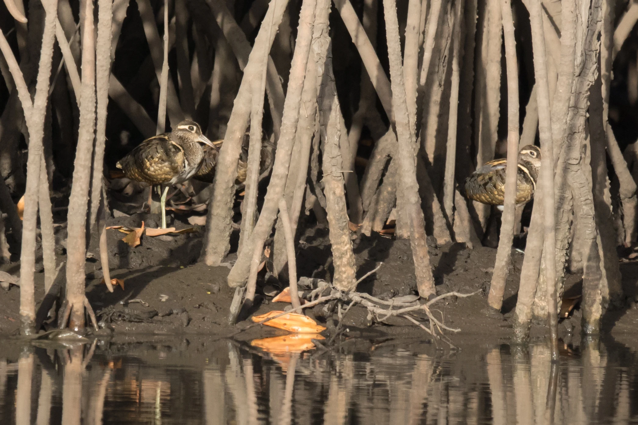 male Greater Painted-snipes, The Gambia — photo by Jim Bennett