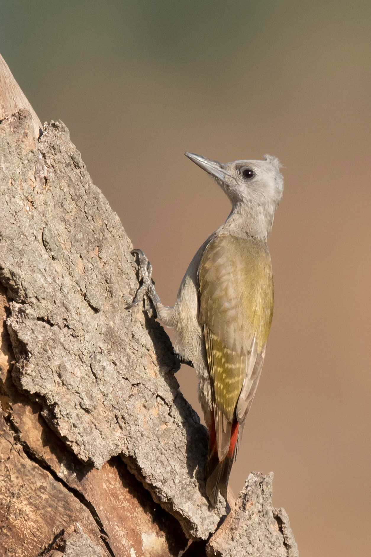 female African Grey Woodpecker, Kartong, The Gambia — photo by Jim Bennett